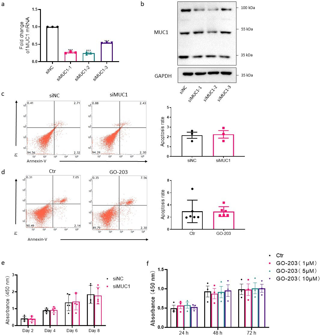 Fig. 4 
            Effects of mucin 1 (MUC1) on apoptosis and proliferation in rheumatoid arthritis (RA) fibroblast-like synoviocytes (FLSs). Silencing efficiency of MUC1-targeting small interfering RNA (siRNA) was measured by a) quantitative real-time polymerase chain reaction (qRT-PCR) (n = 3) and b) western blot (WB). Three siRNAs targeting MUC1 were designed and named as siMUC1-1, siMUC1-2, and siMUC1-3, respectively. Effects of c) MUC1 silencing (n = 3) and d) MUC1 inhibitor GO-203 treatment (5 μM, 48 hours) (n = 6) on cell apoptosis of RA FLSs were measured by flow cytometry following staining with FITC-conjugated Annexin V/propidium iodide (PI). Early apoptotic cells defined as PI negative and Annexin V positive cells were quantified. e) After transfection with MUC1-targeting siRNA for the indicated time, cell viability was measured by Cell Counting Kit-8 (CCK-8) assay; n = 5 at different timepoints. f) RA FLSs were treated with different concentrations of GO-203 for the indicated time and cell viability was measured; n = 3 at different timepoints. Ctr, control; GAPDH, glyceraldehyde-3-phosphate dehydrogenase; mRNA, messenger RNA; NC, negative control.
          