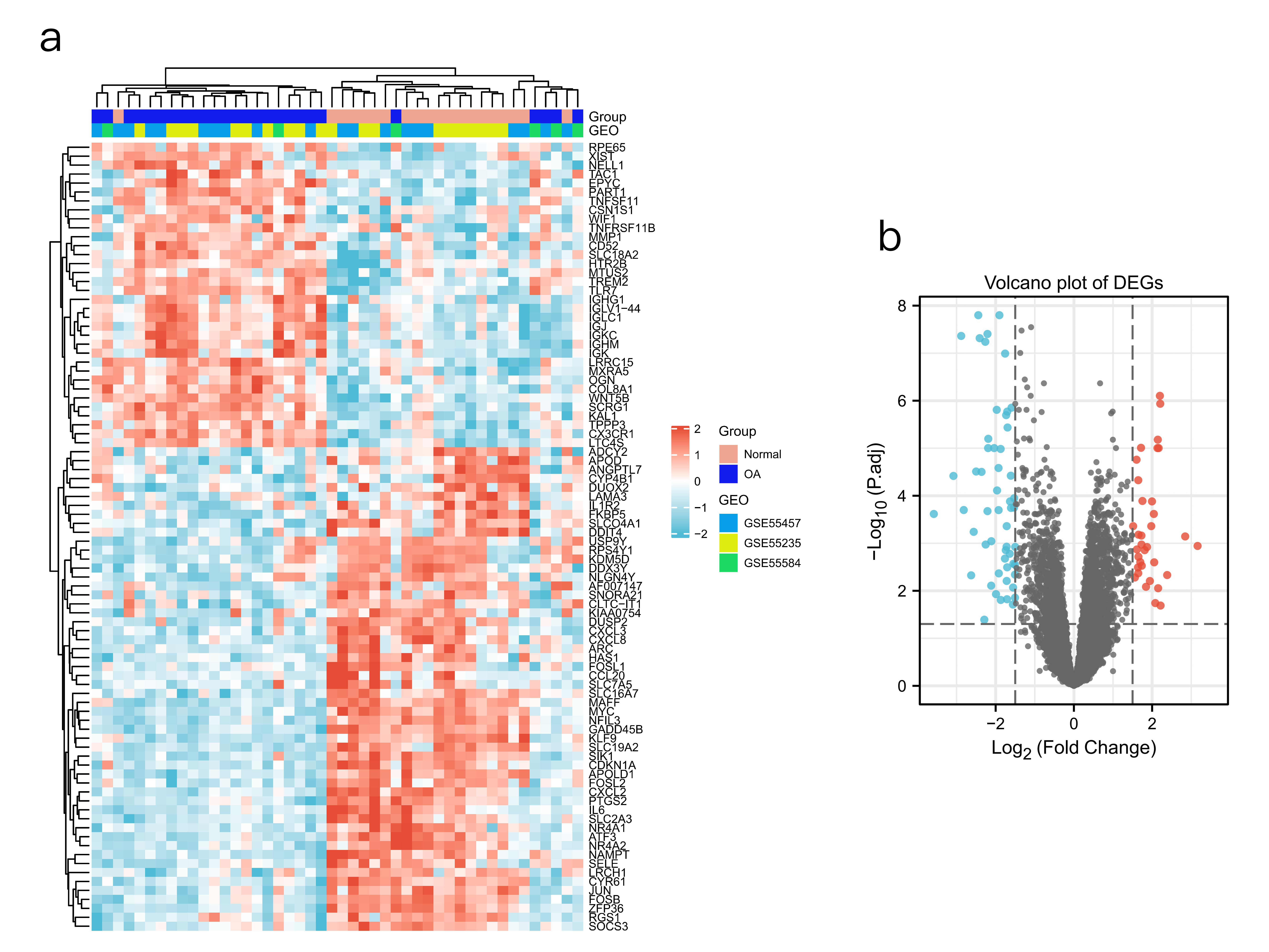 Fig. 1 
            Differentially expressed genes (DEGs) of synovial tissue between osteoarthritis (OA) and normal controls. a) Heatmap of DEGs. Red rectangles represent high expression, and blue rectangles represent low expression. b) Volcano plot of DEGs. Red spots represent upregulated genes, and blue spots represent downregulated genes.
          