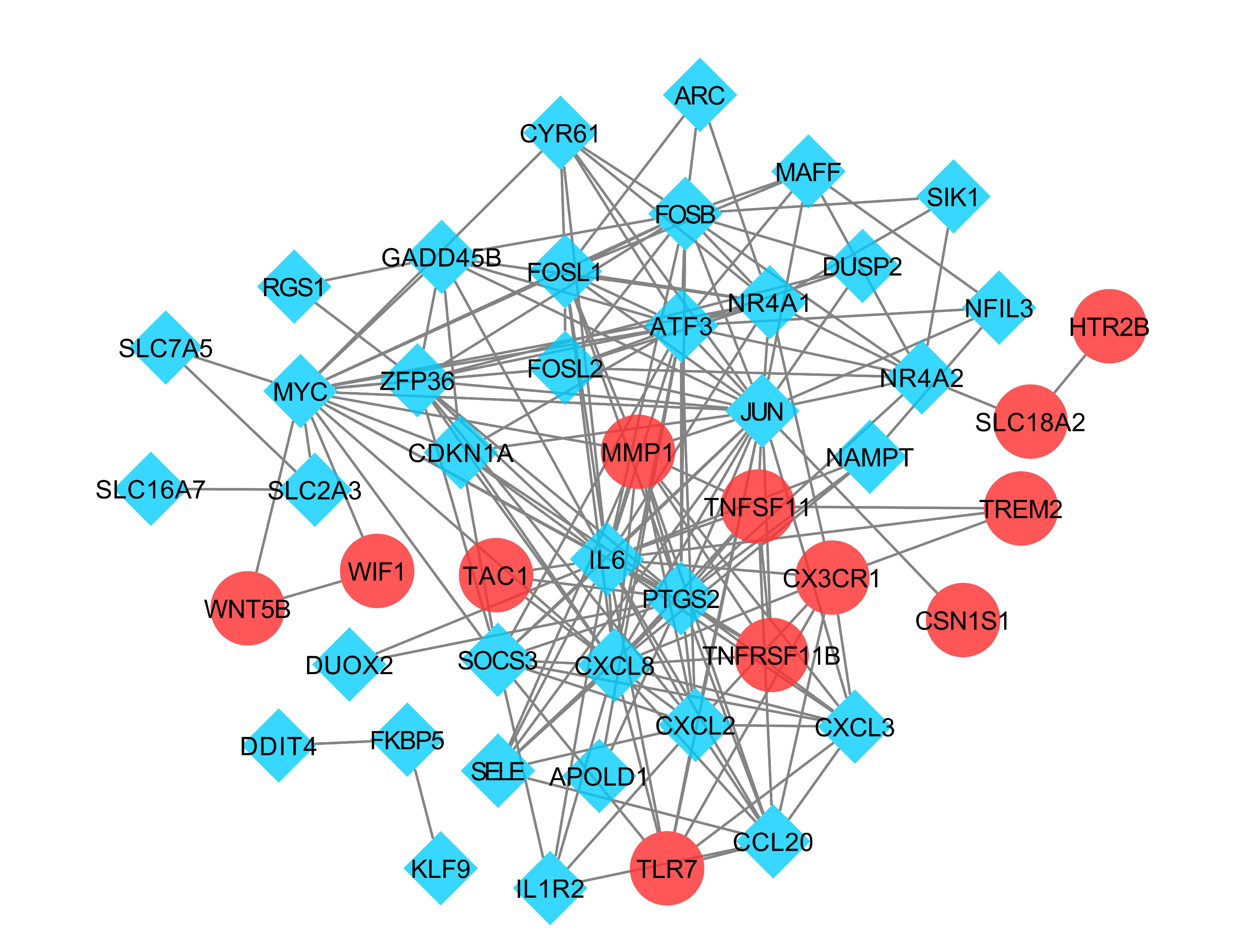 Fig. 3 
            Protein-protein interaction network of differentially expressed genes (DEGs). The interaction network between proteins coded by DEGs was constructed based on STRING database and Cytoscape software. ARC, activity regulated cytoskeleton associated protein; APOLD1, apolipoprotein L domain containing 1; ATF3, activating transcription factor 3; CCL20, C-C motif chemokine ligand 20; CDKN1A, cyclin dependent kinase inhibitor 1A; CSN1S1, casein alpha s1; CXCL8, C-X-C motif chemokine ligand 8; CXCL2, C-X-C motif chemokine ligand 2; CXCL3, C-X-C motif chemokine ligand 3; CX3CR1, C-X3-C motif chemokine receptor 1; CYR61, as known as CCN1, cellular communication network factor 1; DDIT4, DNA damage inducible transcript 4; DUOX2, dual oxidase 2; DUSP2, dual specificity phosphatase 2; FOSB, FosB proto-oncogene, AP-1 transcription factor subunit; FOSL1, FOS like 1, AP-1 transcription factor subunit; FOSL2, FOS like 2, AP-1 transcription factor subunit; FKBP5, FKBP prolyl isomerase 5; GADD45B, growth arrest and DNA damage inducible beta; HTR2B, 5-hydroxytryptamine receptor 2B; IL1R2, interleukin 1 receptor type 2; IL6, interleukin 6; JUN, Jun proto-oncogene, AP-1 transcription factor subunit; KLF9, KLF transcription factor 9; MAFF, MAF bZIP transcription factor F; MMP1, matrix metallopeptidase 1; MYC, MYC proto-oncogene, bHLH transcription factor; NAMPT, nicotinamide phosphoribosyltransferase; NFIL3, nuclear factor, interleukin 3 regulated; NR4A1, nuclear receptor subfamily 4 group A member 1; NR4A2, nuclear receptor subfamily 4 group A member 2; PTGS2, prostaglandin-endoperoxide synthase 2; RGS1, regulator of G protein signaling 1; SELE, selectin E; SIK1, salt inducible kinase 1; SLC16A7, solute carrier family 16 member 7; SLC18A2, solute carrier family 18 member A2; SLC2A3, solute carrier family 2 member 3; SLC7A5, solute carrier family 7 member 5; SOCS3, suppressor of cytokine signaling 3; TAC1, tachykinin precursor 1; TLR7, toll like receptor 7; TNFSF11, TNF superfamily member 11; TNFRSF11B, TNF receptor superfamily member 11b; TREM2, triggering receptor expressed on myeloid cells 2; WIF1, WNT inhibitory factor 1; WNT5B, Wnt family member 5B; ZFP36, ZFP36 ring finger protein.
          