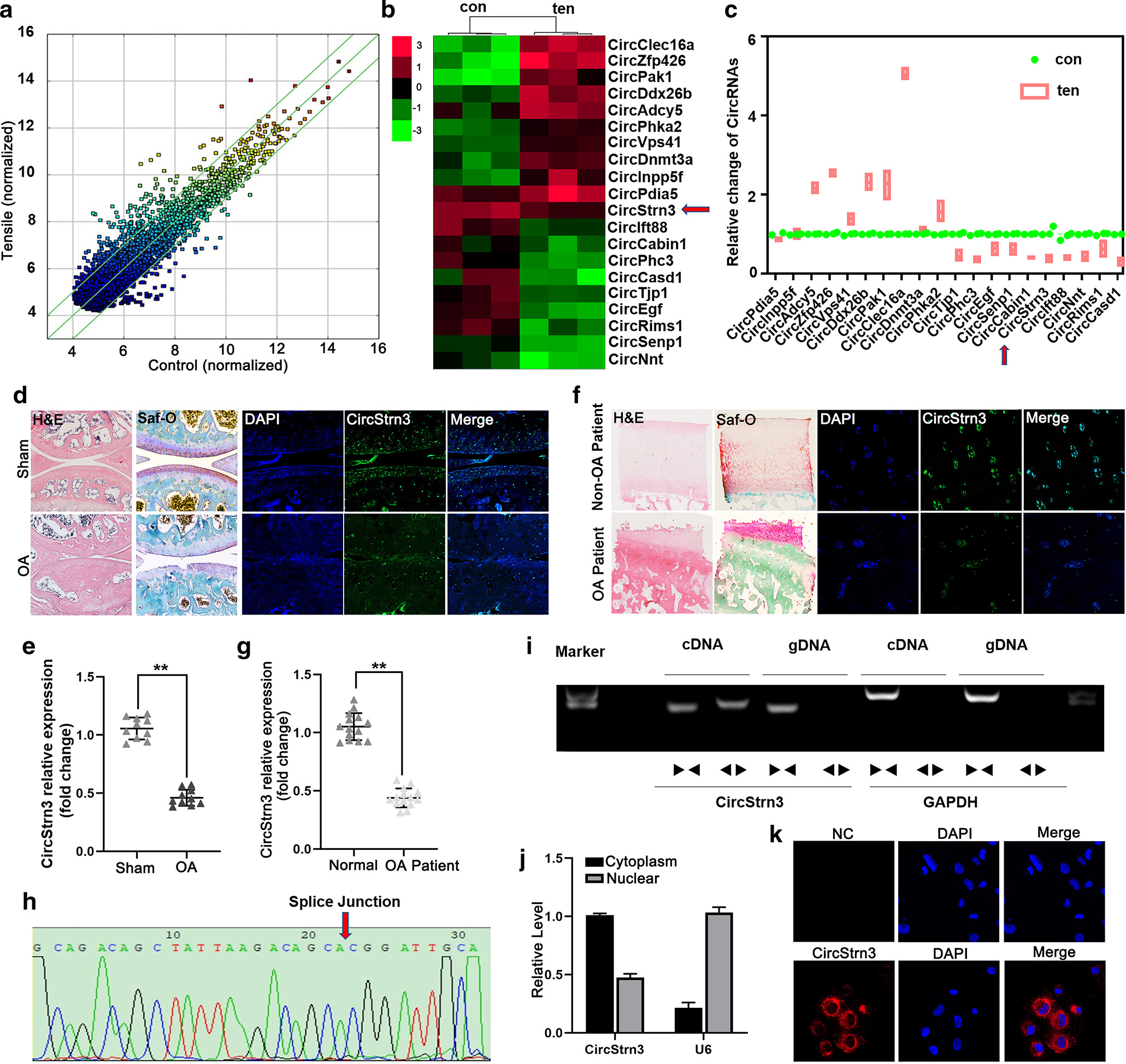 Fig. 1 
            
              CircStrn3 was decreased in knee articular cartilage from osteoarthritis (OA) patients and mice. a) Differentially expressed circular RNAs (circRNAs) found by ribo-minus RNA sequencing (RNA-seq). n = 3. b) Heat map representation of circRNAs differentially expressed in mechanically loaded chondrocytes. Red indicates circRNAs induced, and green indicates circRNAs repressed. (n = 3). c) RNA-seq results were validated by quantitative real-time polymerase chain reaction (qRT-PCR) in mechanically loaded chondrocytes. d) Haematoxylin and eosin (H&E) staining and Safranin-O (Saf-O)/Fast Green staining were applied to observe morphological structure of the articular cartilage in OA mice. Fluorescence in situ hybridization (FISH) staining results showed that circStrn3 was downregulated in OA mice cartilage. (n = 4, scale bar: 10 μm). e) The results of qRT-PCR show that expression of circStrn3 was decreased in chondrocytes from OA mice. (n = 4, **p < 0.01). f) H&E staining and Safranin-O/Fast Green staining were applied to observe morphological structure of the articular cartilage in OA patients. FISH staining results showed that circStrn3 was downregulated in OA patients. (n = 6, scale bar: 10 μm). g) The results of qRT-PCR showed that expression of circStrn3 was decreased in chondrocytes from OA patients. (n = 6, **p < 0.01). h) Divergent primers detected circular RNAs in complementary DNA (cDNA), but not in genomic DNA (gDNA). i) Sanger sequencing showed the back-splice junction (arrow) of circStrn3. j) CircStrn3 expression was measured in nuclear and cytoplasmic separation by qRT-PCR in chondrocytes. (n = 4, **p < 0.01). k) FISH staining results show that circStrn3 was downregulated in mechanically loaded chondrocytes (n = 4, scale bar: 10 μm). Independent-samples t-test was used to compare data between two groups, and one-way analysis of variance was used for comparison between multiple groups. con, control group; DAPI, 4′,6-diamidino-2-phenylindole; GAPDH, glyceraldehyde 3-phosphate dehydrogenase; NC, negative control; ten, mechanically loaded chondrocytes group.
          