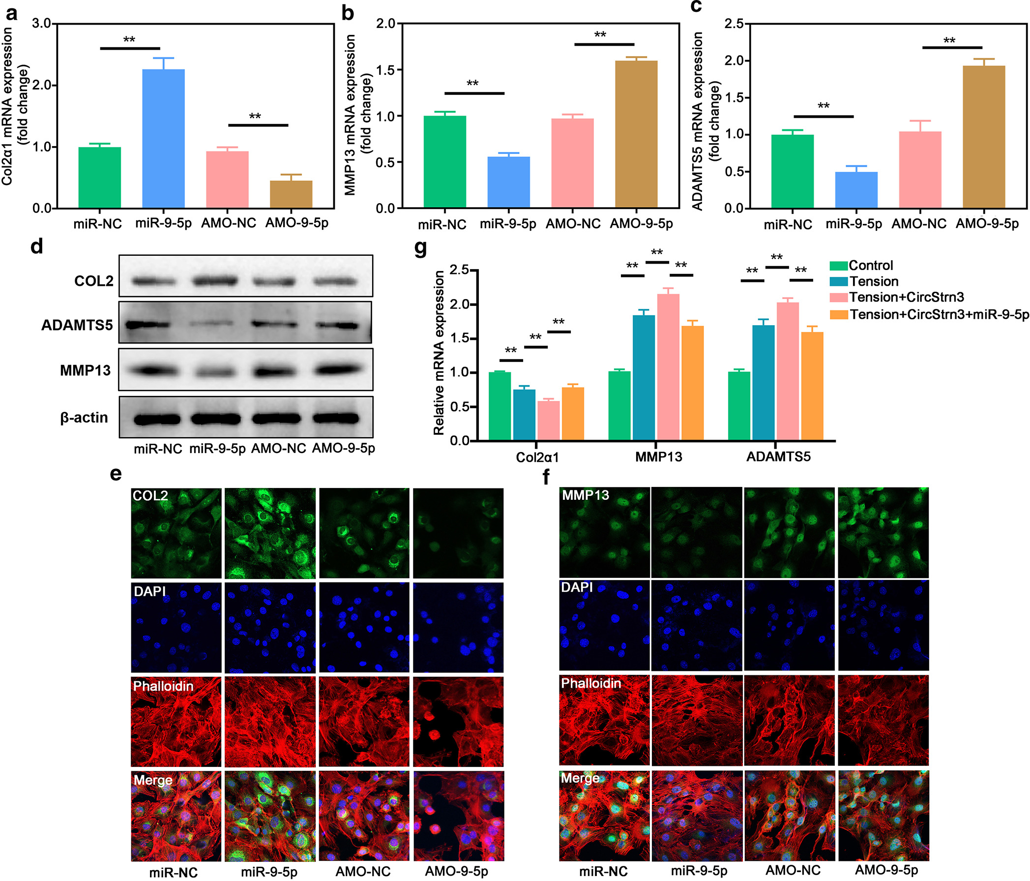 Fig. 4 
            MicroRNA (miR)-9-5p was involved in the regulation of chondrocyte extracellular matrix production. a) to c) Quantitative real-time polymerase chain reaction (qRT-PCR) tested the messenger RNA (mRNA) expressions of COL2α1, matrix metalloproteinase (MMP)-13, and a disintegrin and metalloproteinase with thrombospondin motifs 5 (ADAMTS5) in chondrocytes transfected with miR-9-5p mimic and anti-miRNA oligonucleotide (AMO)-9-5p (n = 4, **p < 0.01). d) Western blot tested the expressions of COL2α1, MMP-13, and ADAMTS5 in chondrocytes transfected with miR-9-5p mimic and AMO-9-5p (n = 4). e) and f) Immunofluorescence assay tested the expressions of COL2α1 and MMP-13 in chondrocytes transfected with miR-9-5p mimic and AMO-9-5p (n = 4; scale bar: 10 μm). g) qRT-PCR tested the mRNA expressions of COL2α1, MMP-13, and ADAMTS5 in chondrocytes transfected with miR-9-5p mimics or circStrn3, followed by stimulation of tensile strain or control condition (n = 4, **p < 0.01). Independent-samples t-test was used to compare data between two groups, and one-way analysis of variance was used for comparison between multiple groups. DAPI, 4′,6-diamidino-2-phenylindole; NC, negative control.
          