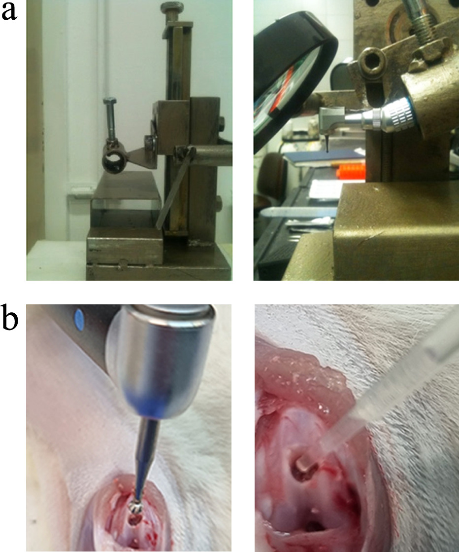Fig. 1 
            a) The rat knee was fixed to a machine that creates the osteochondral injury (OCI). The depth of the OCI was determined by a screw that lowered the burr. b) Creation of OCI and application of the treatment.
          