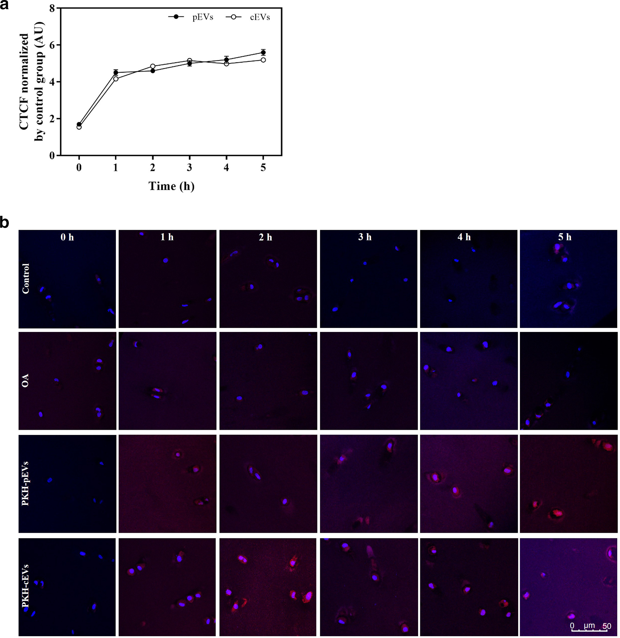 Fig. 2 
            PKH26 labelled-extracellular vesicle (EV) uptake by cartilage explants under osteoarthritis (OA)-like conditions at different time points. a) Corrected total cell fluorescence (CTCF) of cartilage explants under inflammatory stimulus to induce OA-like conditions, treated with PKH26 labelled-EVs (1 × 109 particles of PKH-pEVs or PKH-cEVs) and monitored at one, two, three, four, and five hours. Results were normalized by the mean background signal of the control and OA groups, which were treated with PKH26 without EVs. b) Representative confocal images of 6 µm tissue sections of cartilage explants treated, as previously described,33 at the different timepoints. Cell nuclei marked with 4′,6-diamidino-2-phenylindole (DAPI) (blue) and up-taken EVs labelled with PKH26 (red). Images were taken at 40× with their representative scale bar. Different areas from the same tissue section were photographed, and a total of 116 images were analyzed for PKH-pEV treatment and 174 images for PKH-cEV treatment. One donor was used for this experiment performing a triplicate for each treatment and time, but for the control one sample was used for each control and time. cEV, human umbilical cord mesenchymal stromal cell-derived extracellular vesicle; pEV, platelet lysate-derived extracellular vesicle. AU, arbitrary units.
          