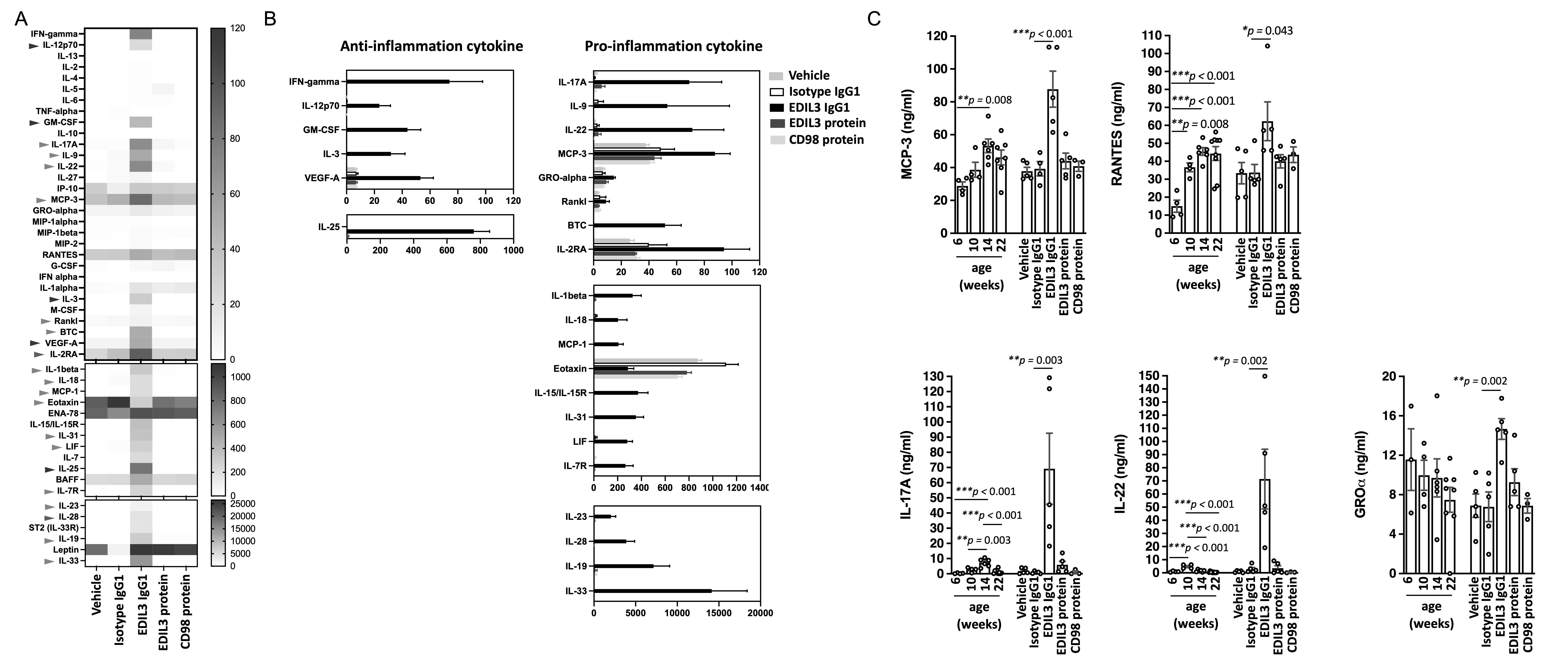 Fig. 5 
            EGF-like repeats and discoidin I-like domains-containing protein 3 (EDIL3) inhibition promotes pro-inflammatory cytokine production in STR/ort mice. a) The variable expressions of 48 cytokines among vehicle control, isotype IgG1, EDIL3 IgG1, recombinant EDIL3 protein, and CD98 protein groups were identified by comparing the expression pattern in the serum of STR/ort mice and those with vehicle control group by heat-map analysis. Arrows indicate representative anti-inflammatory cytokines (red) and pro-inflammatory cytokines (green). b) Quantitation of each cytokine demonstrated serum samples from different groups using Luminex xMAP technology. Six anti-inflammatory cytokines and 20 pro-inflammatory cytokines were identified with the most significant difference between the five groups. c) Notably, many pro-inflammatory cytokines in serum increase with ageing, including monocyte chemotactic protein-3 (MCP-3), RANTES, interleukin (IL)-17A, IL-22, and GRO-alpha. EDIL3 antibody significantly promoted the increase of these pro-inflammatory cytokines. Analyses were conducted with one-way analysis of variance (ANOVA) followed by Tukey’s multiple comparisons test for selected pairs of groups. Data are presented as means and standard errors. *p < 0.05, **p < 0.01, ***p < 0.001. Data presented in Figure 5c were analyzed using one-way analysis of variance followed by Tukey’s multiple comparison test for selected pairs of groups for multiple comparisons. IgG, immunoglobulin G.
          