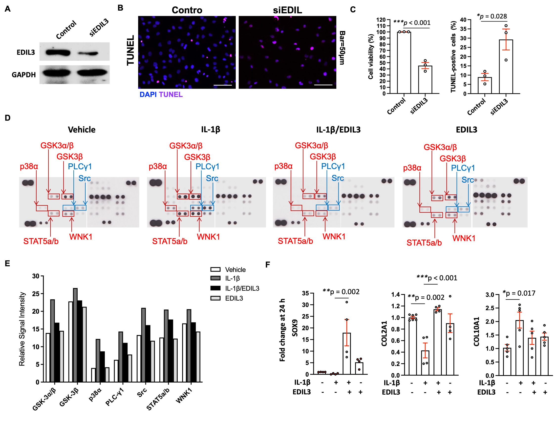 Fig. 6 
            EGF-like repeats and discoidin I-like domains-containing protein 3 (EDIL3) prevents chondrocyte loss by inhibiting phosphorylation of glycogen synthase kinase 3 alpha/beta (GSK-3α/β) and phospholipase C gamma 1 (PLC-γ1). a) Chondrocytes were transfected with siEDIL3 or scramble small interfering RNA (siRNA). In comparison with scramble siRNA, siEDIL3 successfully inhibited EDIL3 protein expression in chondrocytes. b) and c) The siRNA-mediated EDIL3 knockdown in chondrocytes attenuated cell viability and increased TUNEL signal. d) Intracellular proteins were collected from chondrocytes and subsequently phosphokinase protein arrays were performed to measure the phosphorylation profiles of the kinases. e) Spots with high-intensity changes were measured by Image J software. EDIL3 attenuated the interleukin (IL)-1β-enhanced phosphokinase protein expression pattern in the chondrocytes, including GSK-3α/β, p38α, PLC-γ1, Src, STAT5ab, and WNK1. f) Hypertrophic chondrocyte-related genes were measured in IL-1β-treated chondrocytes, including SOX9, type II procollagen gene (COL2A1), and COL10A1. EDIL3 restored IL-1β-decreased SOX9 and COL2A1 expression. EDIL3 did not prevent IL-1β-increased type X procollagen gene (COL10A1) expression. Data are presented as means and standard deviations. *p < 0.05, **p < 0.01, ***p < 0.001. Data in c) were analyzed using an independent-samples t-test. Data presented in f) were analyzed using one-way analysis of variance followed by Tukey’s multiple comparison test for selected pairs of groups for multiple comparisons. DAPI, 4′,6-diamidino-2-phenylindole; GAPDH, glyceraldehyde 3-phosphate dehydrogenase.
          
