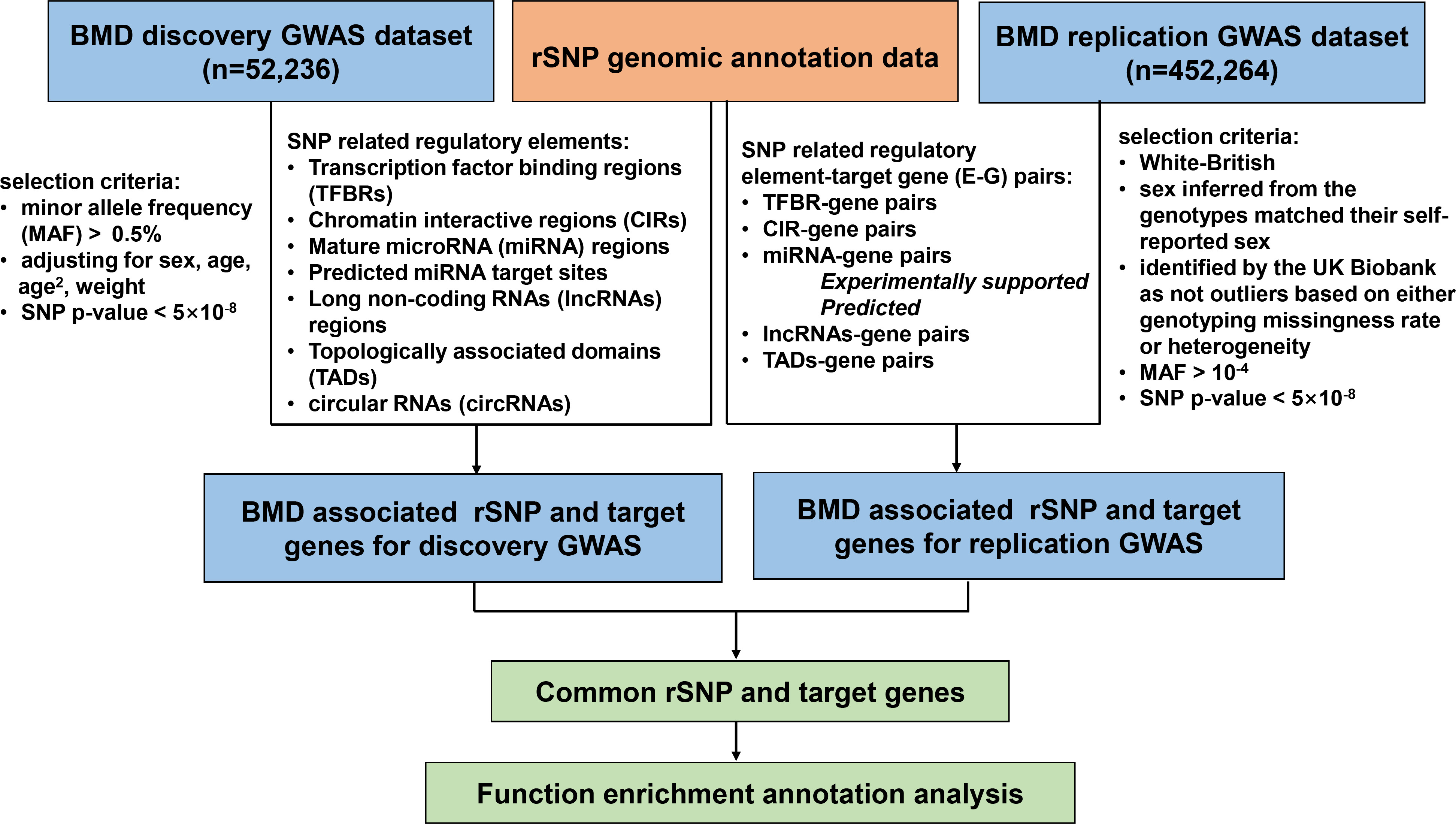 Fig. 1 
            Flowchart for integrating analysis of genome-wide association study (GWAS) and regulatory single nucleotide polymorphism (rSNP) annotation data for bone mineral density (BMD).
          