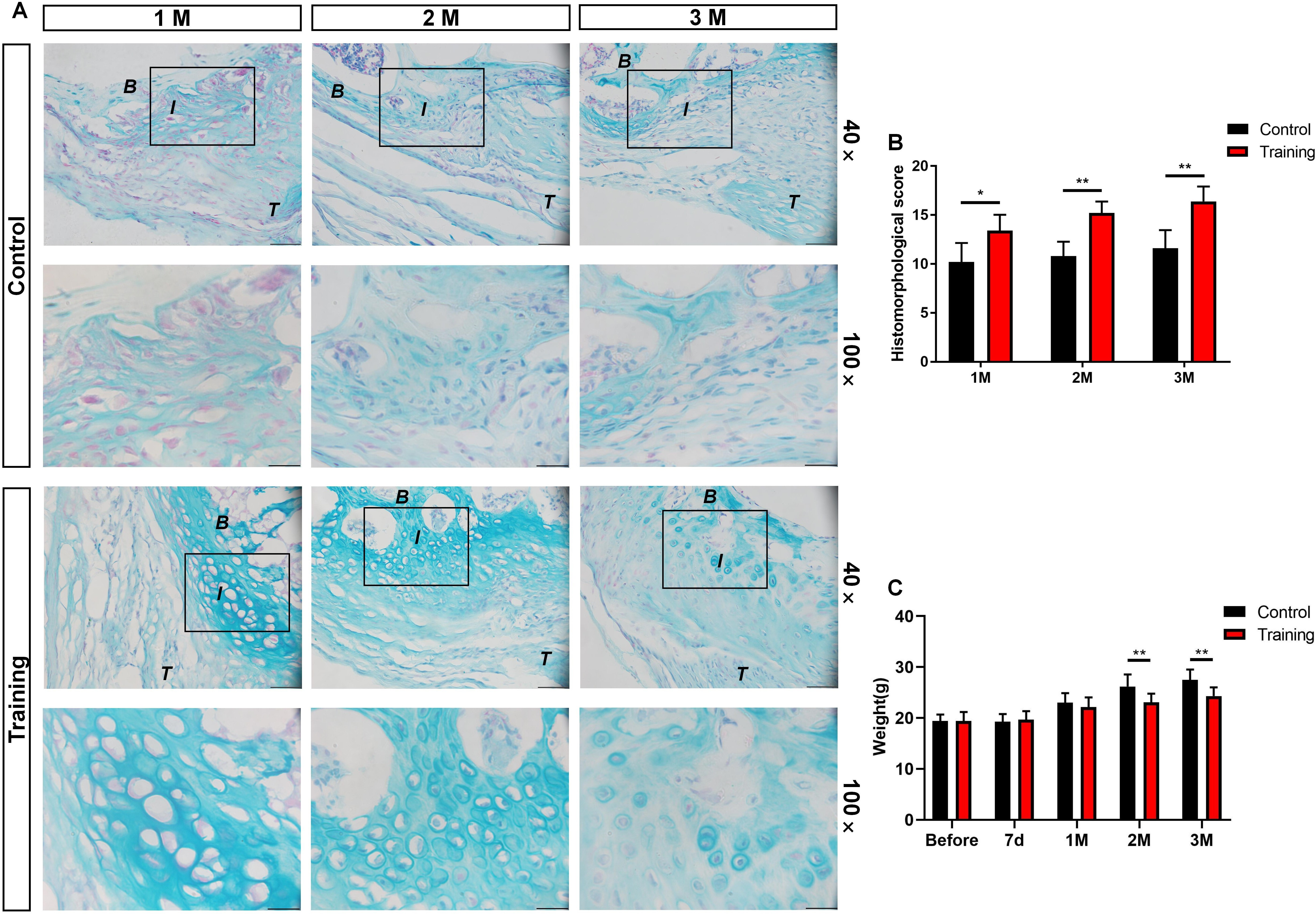 Fig. 2 
            Tendon-bone insertion healing quality significantly improved after treadmill training. a) Representative Alcian staining images of each group. b) Histomorphological score of each group. c) Statistics of each group of mouse body weight changes. Scale bars indicate 50 μm for 40× magnification and 20 μm for 100× magnification. Data are shown as the mean and standard deviation. N = 5 for all groups, *p < 0.05, **p < 0.01 compared with the control groups. B, bone area; I, insertion area; T, tendon area.
          