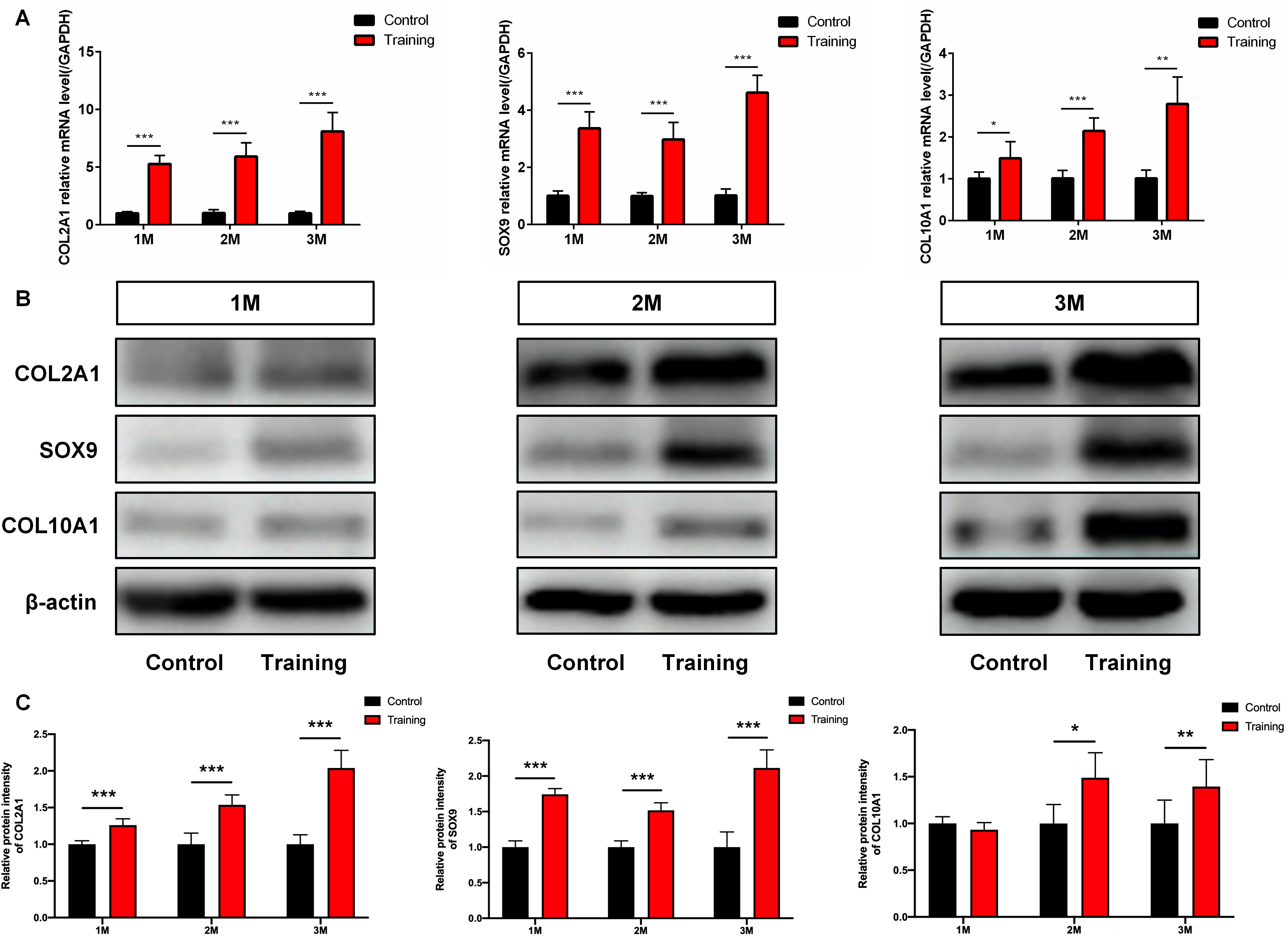 Fig. 4 
            The expression of cartilage markers in the tendon-bone insertion samples was significantly increased after treadmill training. a) The messenger RNA (mRNA) expression levels of cartilage markers such as type II collagen (COL2A1), SOX9, and type X collagen (COL10A1) in each group. b) Typical Western blot (WB) bands of cartilage markers of each group. c) Mean grey value statistics of WB bands in each group. Data are shown as the mean and standard deviation. N = 5 for all groups, *p < 0.05, **p < 0.01, and ***p < 0.001 compared with the control groups. GAPDH, glyceraldehyde 3-phosphate dehydrogenase.
          