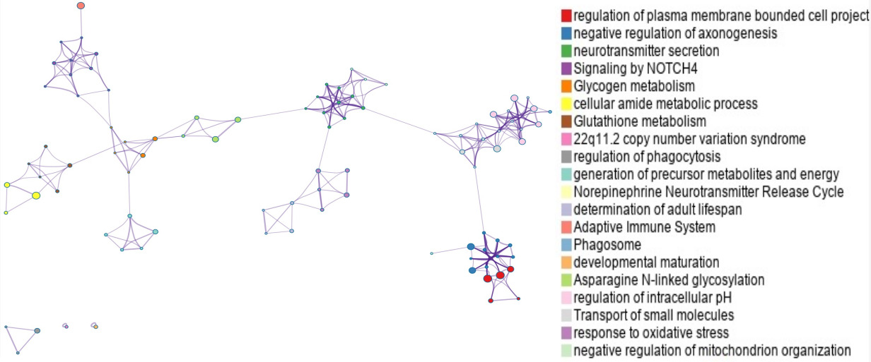 Fig. 3 
            The network layout of top Gene Ontology (GO) terms under hierarchical clustering. In the network, each circle node represents a term, where its size is proportional to the number of input genes that fall into that term, and its colour represents its cluster identity (i.e. nodes of the same colour belong to the same cluster). Terms with a similarity score > 0.3 are linked by an edge (the thickness of the edge represents the similarity score). NOTCH4, neurogenic locus notch homolog 4.
          