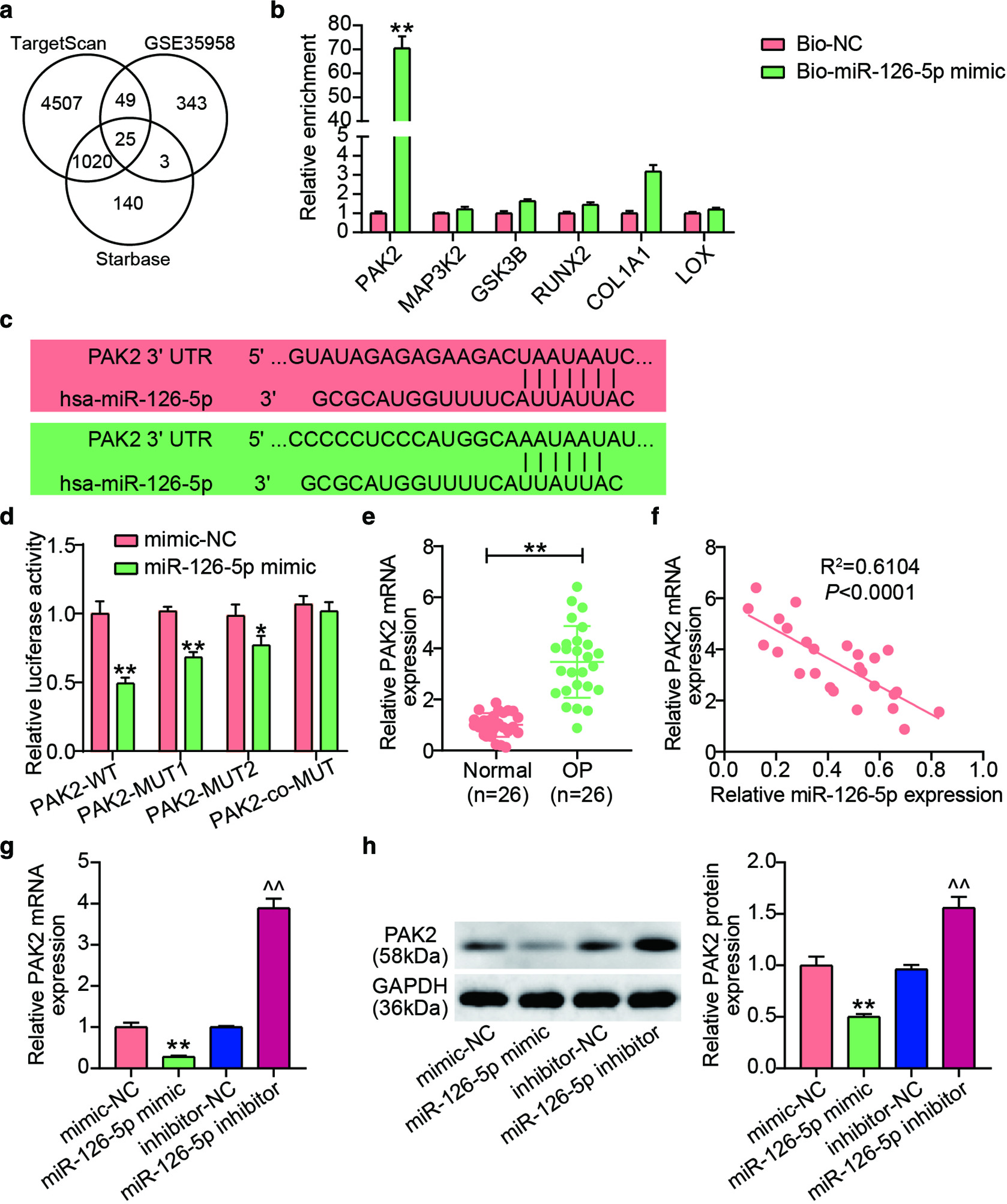 Fig. 5 
            Group I Pak family member p21-activated kinase 2 (PAK2) was a direct target of microRNA (miR)-126-5p in human bone marrow-derived mesenchymal stem cells (hBMSCs). a) A total of 25 genes were overlapped from TargetScan, GSE35958, and Starbase. b) The enrichments of PAK2, mitogen-activated protein 3 kinase 2 (MAP3K2), glycogen synthase kinase 3 beta (GSK3B), Runt-related transcription factor 2 (RUNX2), collagen, type I, alpha 1 (COL1A1), and lysyl oxidase (LOX) were detected in hBMSCs by RNA pull-down assay. c) Targetscan showed the predicted binding sequences of PAK2 for miR-126-5p. d) The relative luciferase activity was determined in hBMSCs co-transfected with PAK2-wild type (WT) or PAK2-mutant (MUT) and mimic-negative control (NC) or miR-126-5p mimic. e) PAK2 expression in osteoporosis (OP) tissues was determined with quantitative real-time polymerase chain reaction (qRT-PCR). f) A negative association between miR-126-5p and PAK2. g) and h) PAK expression in transfected hBMSCs was measured by g) qRT-PCR and h) western blot. The data represent the mean (standard deviation). *p < 0.05, **p < 0.001 compared with Bio-NC or mimic-NC. ^^p < 0.001 compared with inhibitor-NC. All p-values calculated using one-way analysis of variance. GAPDH, glyceraldehyde 3-phosphate dehydrogenase; hsa, Homo sapiens; mRNA, messenger RNA; UTR, untranslated region.
          