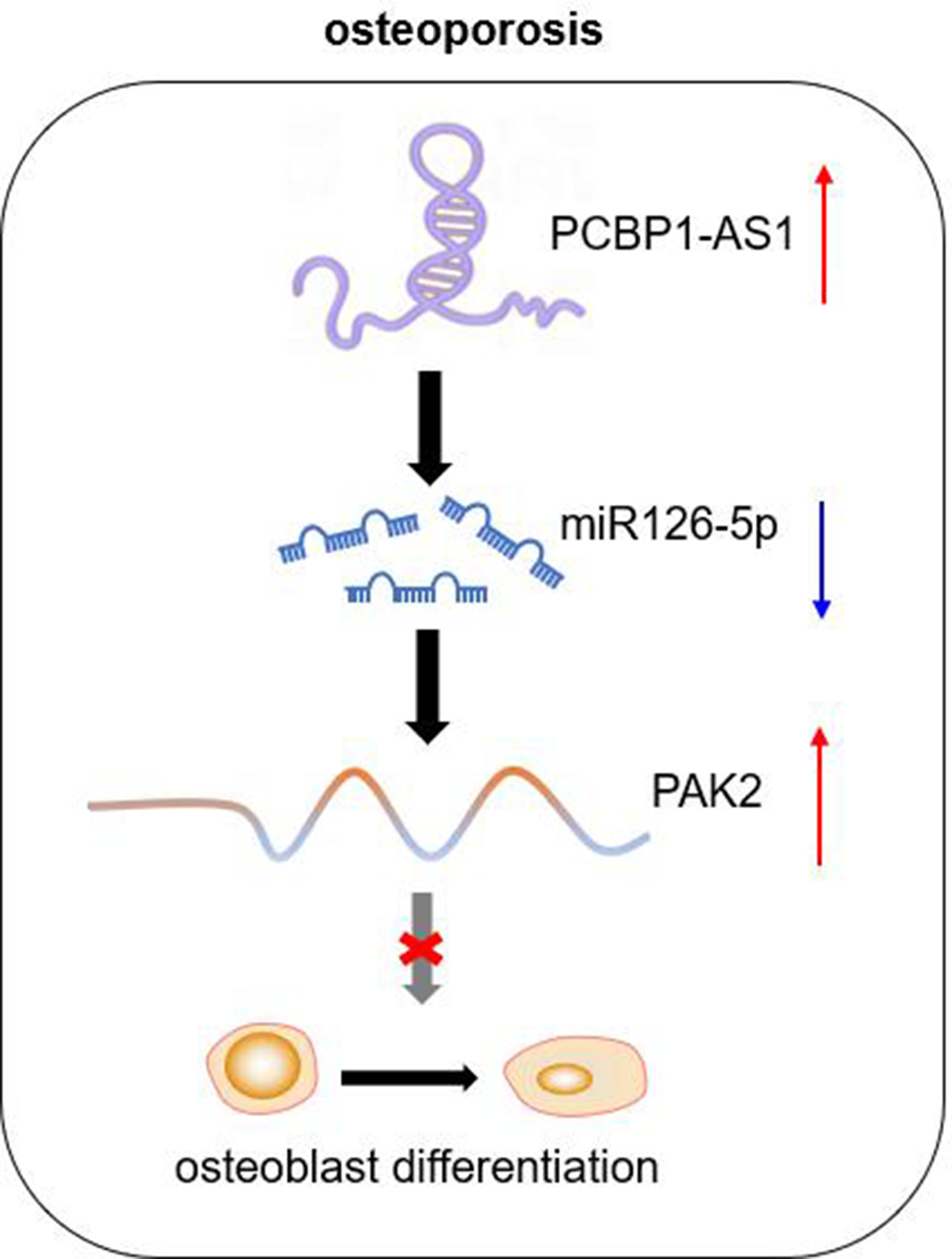 Fig. 7 
          The mechanism of PCBP1 Antisense RNA 1 (PCBP1-AS1)/microRNA (miR)-126-5p/group I Pak family member p21-activated kinase 2 (PAK2) axis in osteoporosis. The upregulation of PCBP1-AS1 could induce osteoporosis by downregulating miR-126-5p to enhance PAK2 expression.
        