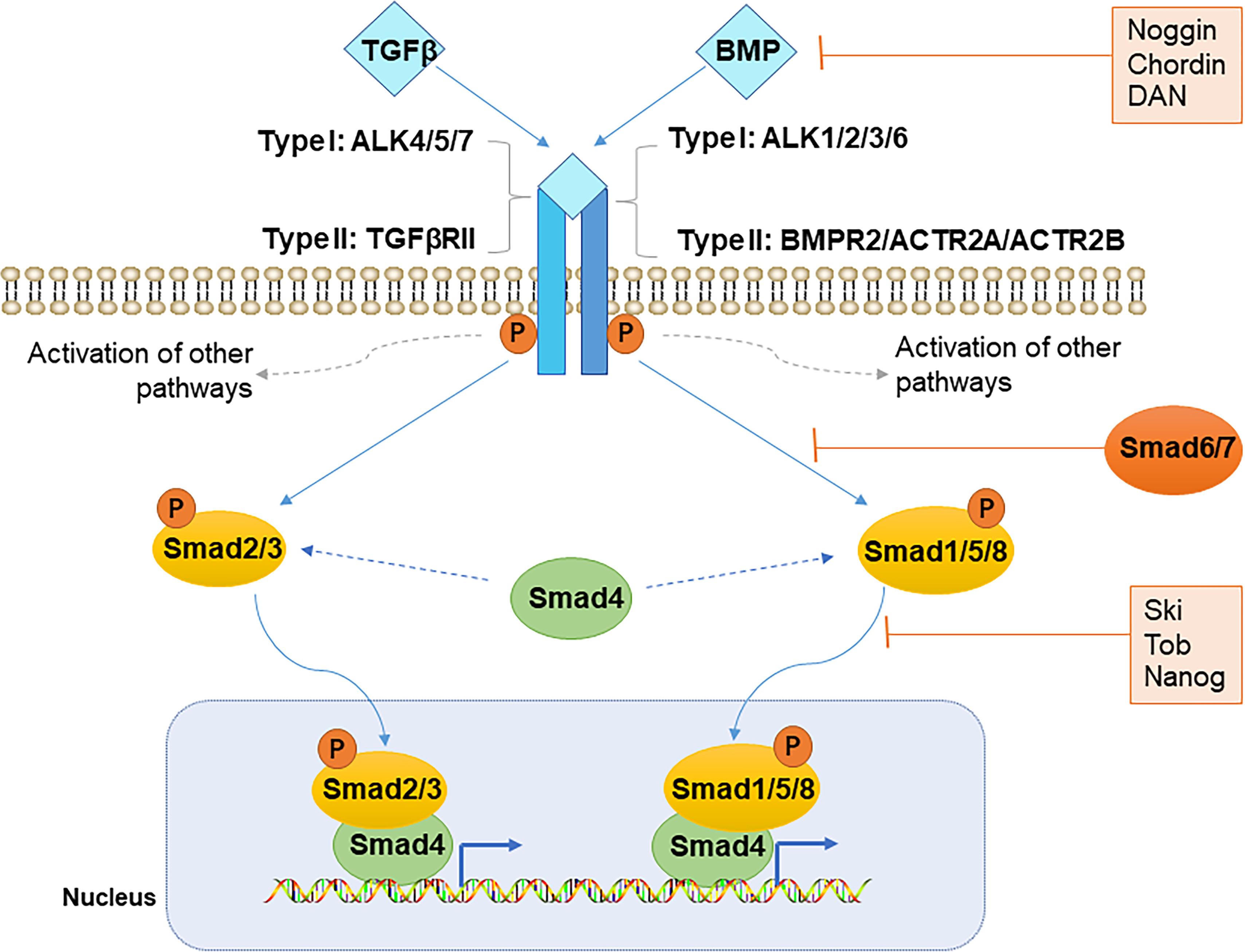 Fig. 1 
            Signalling by the bone morphogenetic protein (BMP) and transforming growth factor β (TGFβ) signalling. There are two Smad-based canonical pathways: Smad 2/3 for TGFβ ligands, and Smad 1/5/8 for BMPs. In the Smad-dependent signalling pathway, TGFβ/BMP binds to the receptor complex on the cell surface, which phosphorylates Smad2/3 and Smad1/5/8, respectively. Activated R-Smads form a complex with Smad4, and then transport into the nucleus to regulate gene transcription. Receptors can also activate other signalling pathways. In addition, BMP signalling pathway can be tempered by extracellular BMP antagonists (noggin, chordin, and differential screening-selected gene aberrative in neuroblastoma (DAN)), inhibitors of R-Smads phosphorylation (Smad6/7) and intracellular Smad-binding proteins (Ski, Tob, and Nanog). ACTR2A, activin receptor 2 A; ACTR2B, activin receptor 2B; ALK, activin-like kinase; TGFβRII, transforming growth factor β receptor type II; BMPR2, bone morphogenetic protein receptor type 2.
          