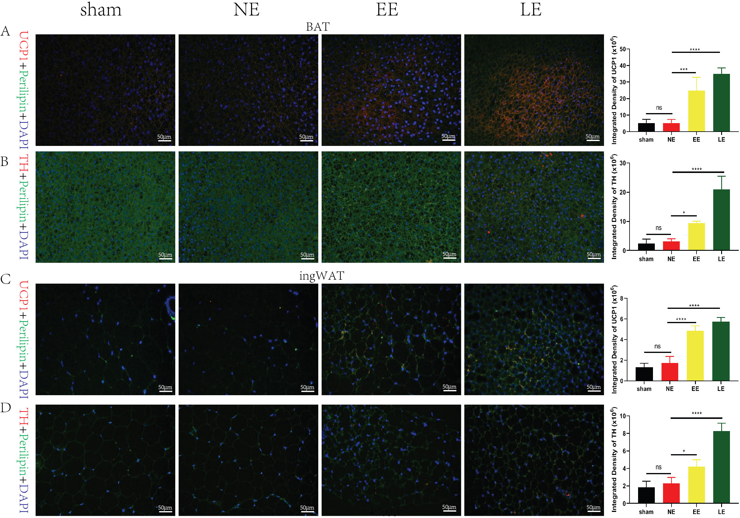 Fig. 3 
            Immunofluorescence showed the effect of high-intensity brown/beige-like adipose tissue (BAT) and inguinal subcutaneous white fat (ingWAT) (n = 5 per group). In a) and b) interscapular brown fat and c) and d) inguinal subcutaneous white fat. Immunofluorescence showed higher UCP1 (red) and tyrosine hydroxylase (TH) (red) expression in the early exercise (EE) and late exercise (LE) groups. *p < 0.05; ***p < 0.001; ****p < 0.0001.
          