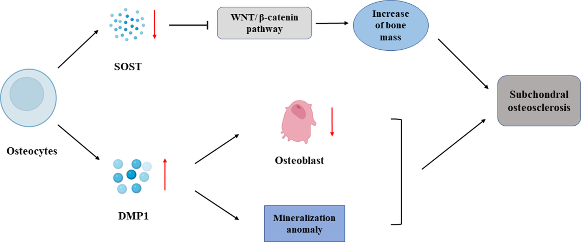 Fig. 3 
            The role of osteocytes in subchondral bone in osteoarthritis (OA). In OA, the expression of sclerostin (SOST) in subchondral bone decreased, while the expression of dentin matrix protein-1 (DMP1) increased. SOST reached the bone surface through the lacunocanalicular network, where it inhibits the classical Wnt/β-catenin signal transduction of osteoblasts and regulates bone mass. The increased expression of DMP1 can lead to mineralization disorder and significantly delay osteoblast differentiation.
          