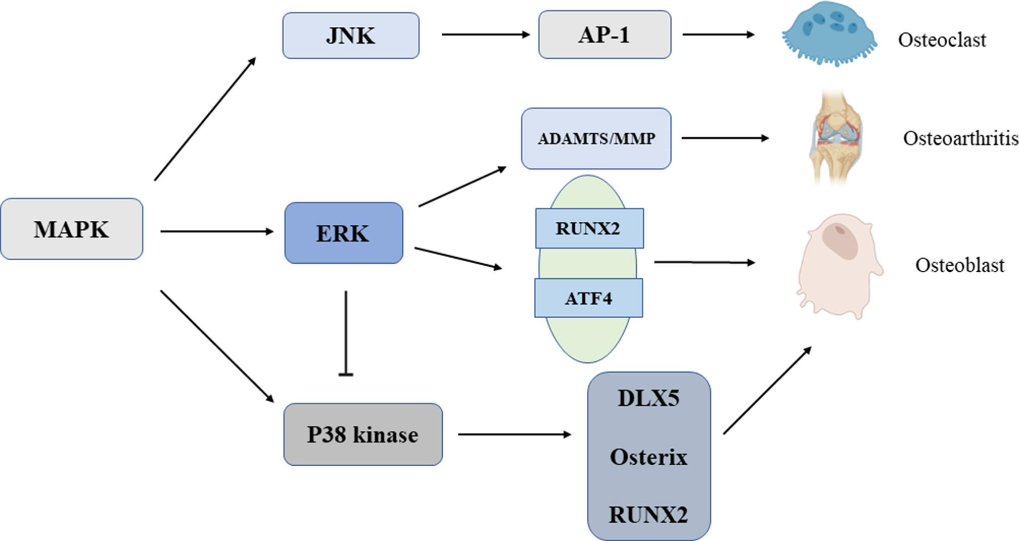 Fig. 4 
            Mitogen-activated protein kinase (MAPK) signal pathway in subchondral bone. The MAPK family consists of three kinases: extracellular signal-regulated kinase (ERK), stress-activated protein kinase/c-Jun N-terminal kinase (JNK), and p38 kinase. ERK signal transduction mediates the early and late differentiation of osteoblasts by phosphorylating key transcription factors (such as runt-related transcription factor 2 (RUNX2)) and activating transcription factor 4 (ATF4). Moreover, p38 signal transduction can also promote osteoblast differentiation through phosphorylation of distal-less homeo box 5 (DLX5), Osterix, and RUNX2. ERK, p38, and JNK all promote osteoclast differentiation by regulating activating protein 1 (AP-1) as a key medium for osteoclast formation. In addition, the upregulation of a disintegrin-like and metalloproteinase with thrombospondin (ADAMTS) and matrix metalloproteinases (MMPs) mediated by the activation of ERK signalling pathway plays an important role in the early development of osteoarthritis.
          