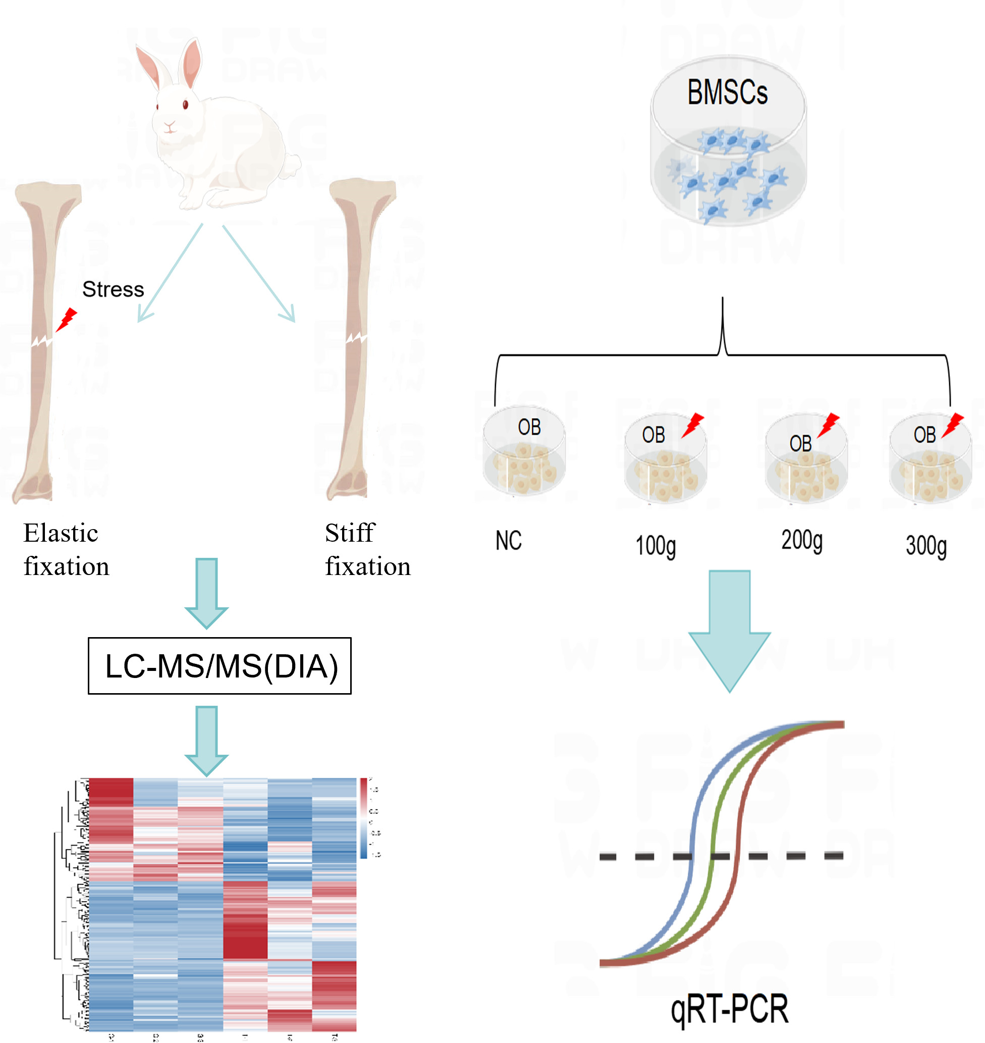 Fig. 1 
          The rabbits were divided into an elastic fixation group (preserve stress) and a stiff fixation group, and proteomic analysis was performed on the callus. Then, through in vitro experiments to simulate the stress environment of bone marrow mesenchymal stem cells (BMSCs) in callus, further screening of target genes was carried out. LC-MS/MS(DIA), liquid chromatography-mass spectrometry/mass spectrometry (data independent acquisition); NC, negative control; OB, osteoblasts; qRT-PCR, quantitative real-time polymerase chain reaction.
        