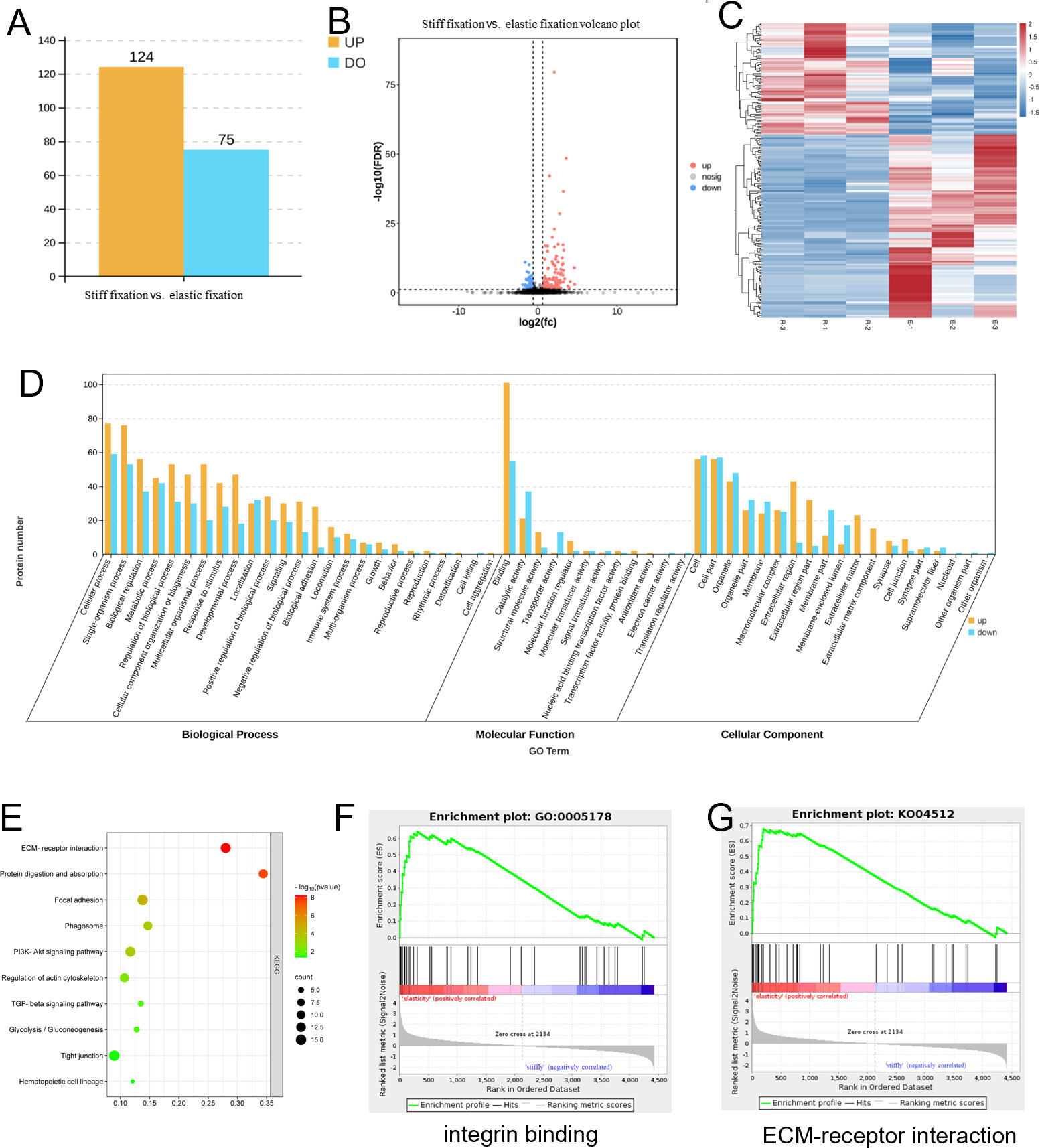 Fig. 6 
            Comparison of the protein expression of elastic fixation and stiff fixation. a) A number of proteins with different fixation methods (p < 0.05, fold change ≥ 1.5, independent-samples t-test). b) Volcano maps of proteins with different fixation methods. c) Heatmap of differentially expressed proteins (DEPs) that are associated with elastic fixation and stiff fixation. d) and e) Gene Ontology (GO) and Kyoto Encyclopedia of Genes and Genomes (KEGG) enrichment analyses of differential proteins (p＜0.05, hypergeometric test). f) and g) Gene Set Enrichment Analysis (GSEAof differential proteins Each experiment was independently repeated three times. DO, downregulated; ECM, extracellular matrix; nosig, no significant difference; TGF, transforming growth factor; UP, upregulated.
          