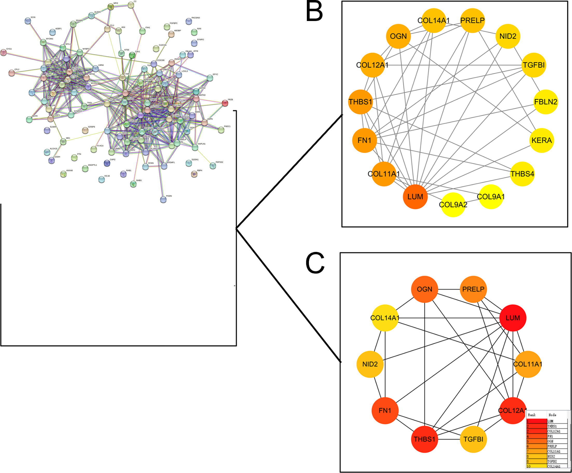 Fig. 7 
            Modules identified from the protein-protein interaction (PPI) network. a) PPI network showing the clusters of proteins with medium confidence (0.40) of interaction. b) The modules were identified using Molecular COmplex DEtection (MCODE) in Cytoscape, when ‘MCODE score > 5’ was defined as the cutoff criterion. c) CytoHubba plug-ins of the Cytoscape software were used to choose the top ten targets of maximal clique centrality (MCC).
          