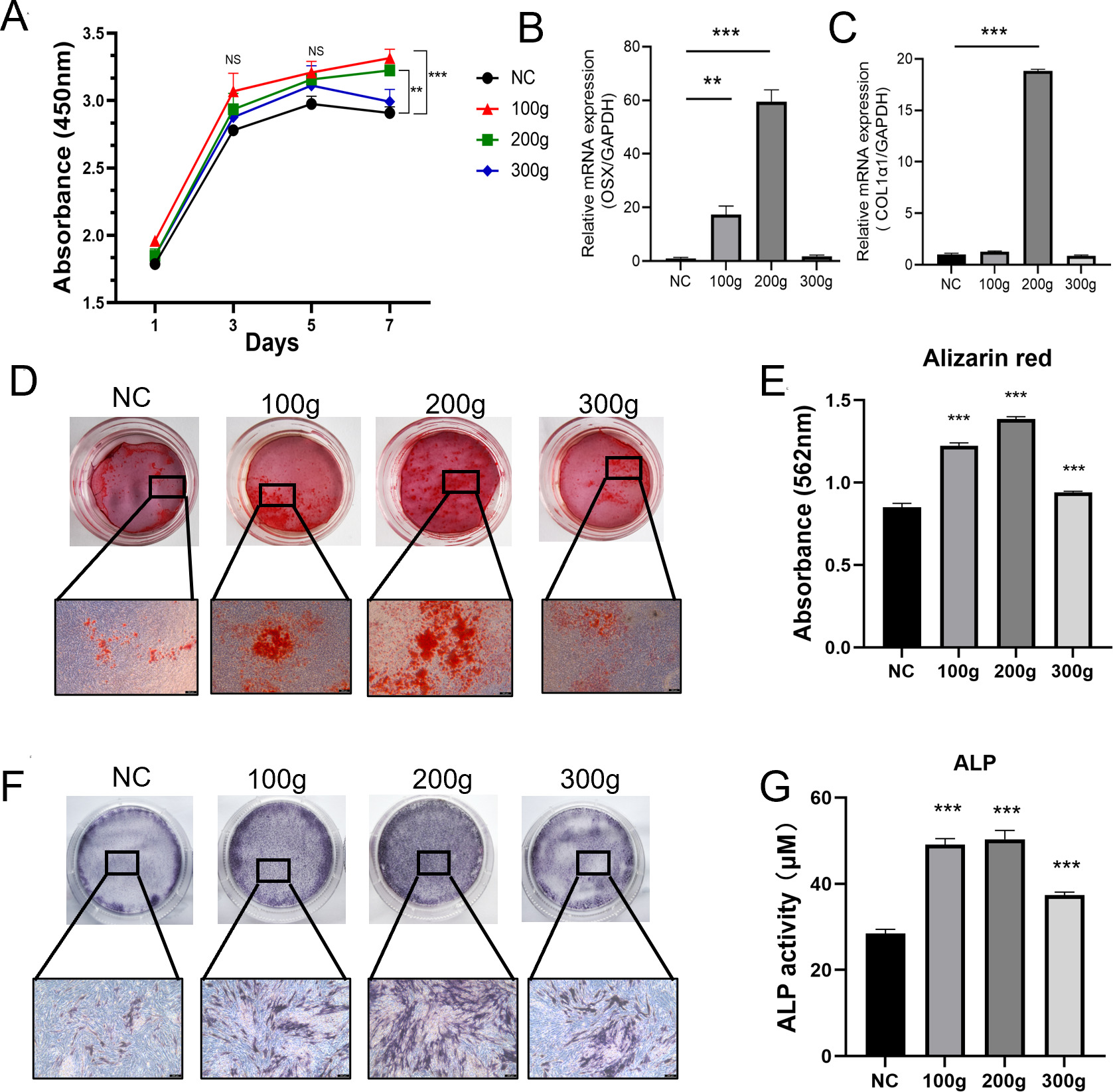 Fig. 8 
            Mechanical stimulation culture of bone marrow mesenchymal stem cells (BMSCs). a) Cell viability of BMSCs cultured under different stress sizes. b) and c) Messenger RNA (mRNA) expression of osterix (OSX) and collagen, type I, alpha 1 (COL1α1) in BMSCs after seven days of different stress sizes. d) and e) Alizarin red staining and semi-quantitative analysis of calcified nodules in BMSCs after 21 days of stress of different sizes (magnification factor of histology image 50×). f) and g) Alkaline phosphatase (ALP) staining and semi-quantitative analysis in BMSCs after ten days of stress at different sizes (magnification factor of histology image 50×). *p < 0.05, **p < 0.01, ***p < 0.001 (analysis of variance) versus negative control (NC) group. Each experiment was independently repeated three times. GAPDH, glyceraldehyde 3-phosphate dehydrogenase.
          