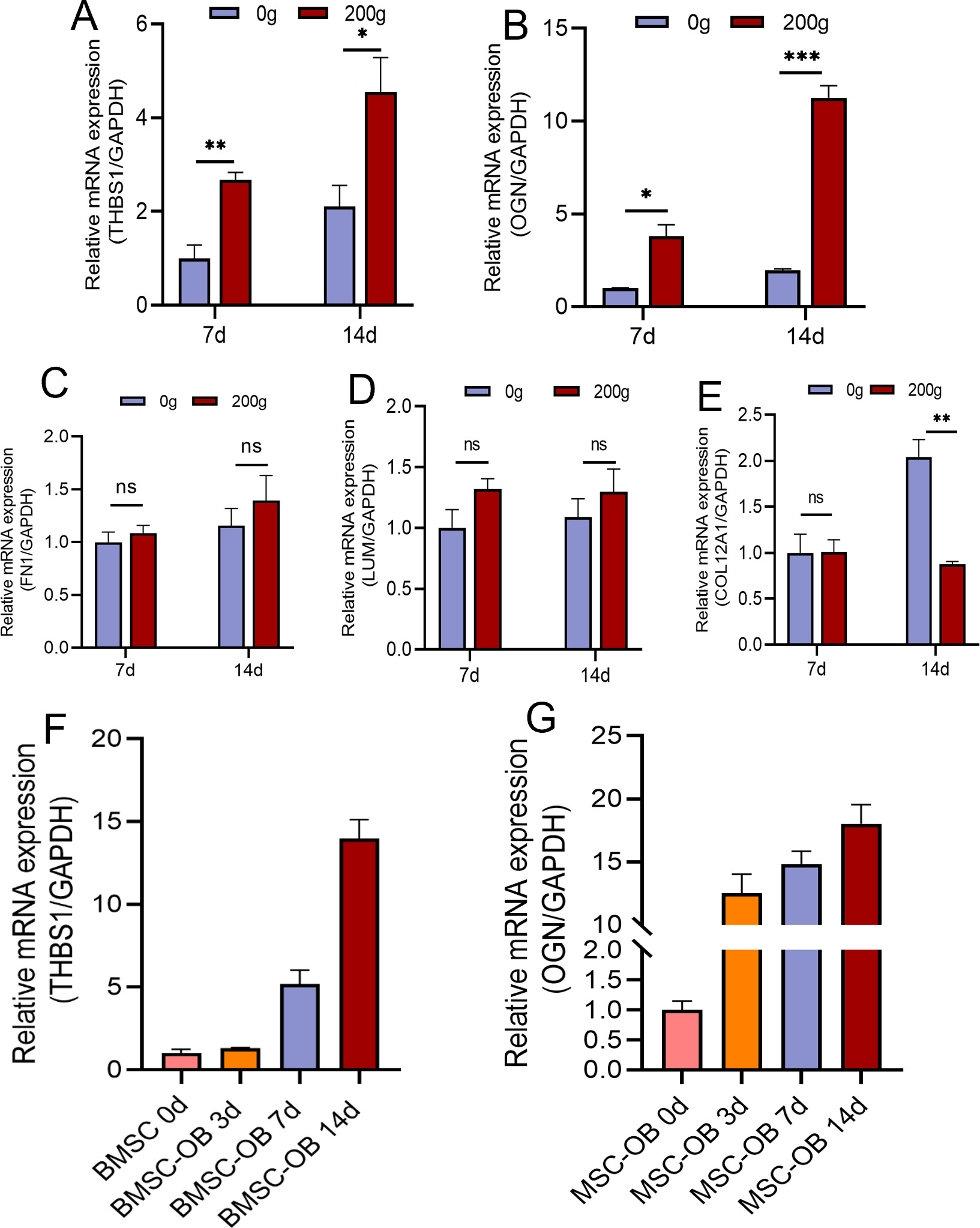 Fig. 9 
            Further screening of hub genes. a) to e) Effects of 200 g stress stimulation on messenger RNA (mRNA) expression of hub genes thrombospondin 1 (THBS1), osteoglycin (OGN), fibronectin1 (FN1), lumican (LUM), and collagen, type XII, alpha 1 (COL12A1) on days 7 and 14. f) and g) Relative mRNA expression of THBS1 and OGN in bone marrow mesenchymal stem cell (BMSC) induced osteoblasts (OB) on days 0, 3, 7, and 14. *p < 0.05, **p < 0.01, ***p < 0.001 (ANOVA) versus the negative control (NC) group. Each experiment was independently repeated three times.
          