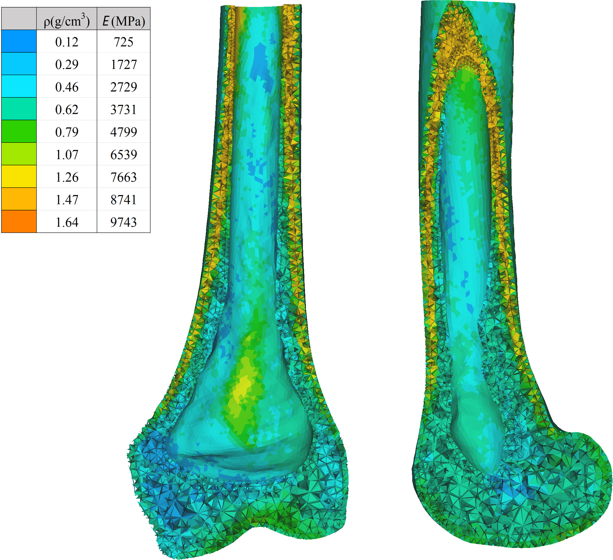 Fig. 2 
            Material distribution and meshing of the femur model (coronal and sagittal sections).
          