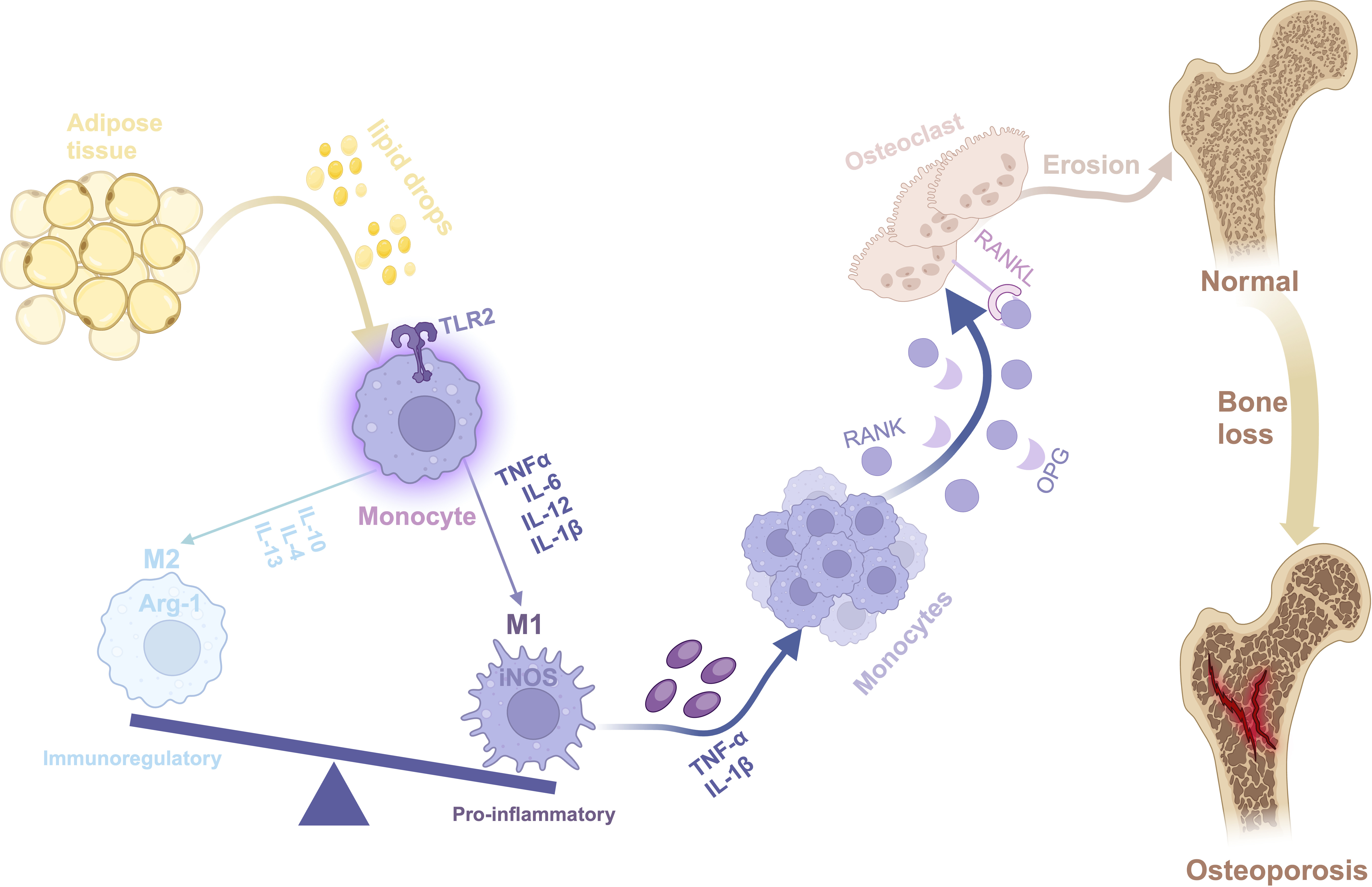 Fig. 8 
          Illustration of the signalling pathway. Arg-1, Arginase 1; IL-6, interleukin-6; iNOS, inducible nitric oxide synthase; OPG, osteoprotegerin; RANK, receptor activator of nuclear factor kappa B; RANKL, RANK ligand; TNF-α, tumour necrosis factor alpha.
        