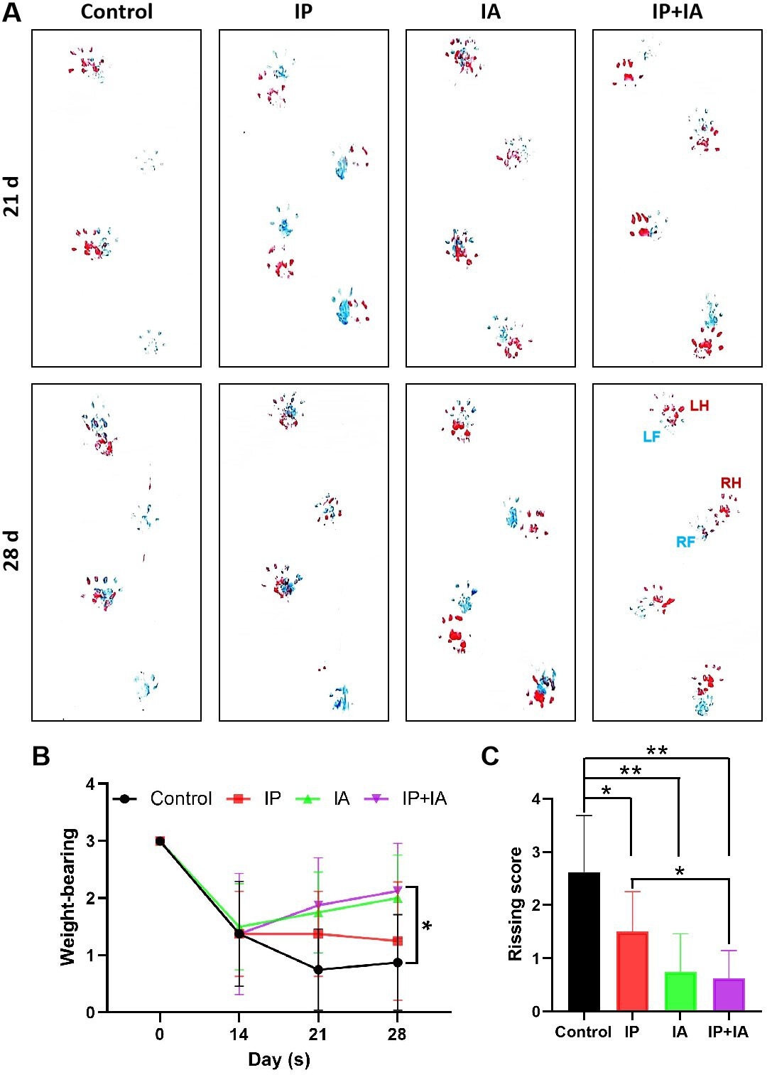 Fig. 2 
            Changes in weightbearing activity and Rissing scale score in periprosthetic joint infection rats after one-stage revision. a) Representative images of ink blot analysis. b) Weightbearing activity grade. c) Rissing scale scores indicating soft-tissue and bone damage. N = 8 per group. *p < 0.05, **p < 0.01, one-way analysis of variance with Tukey’s multiple comparison test or Kruskal-Wallis test with Dunn’s multiple comparison test. IA, intra-articular; IP, intraperitoneal; LF, left front (blue); LH, left hind (red); RF, right front (blue); RH, right hind (red).
          