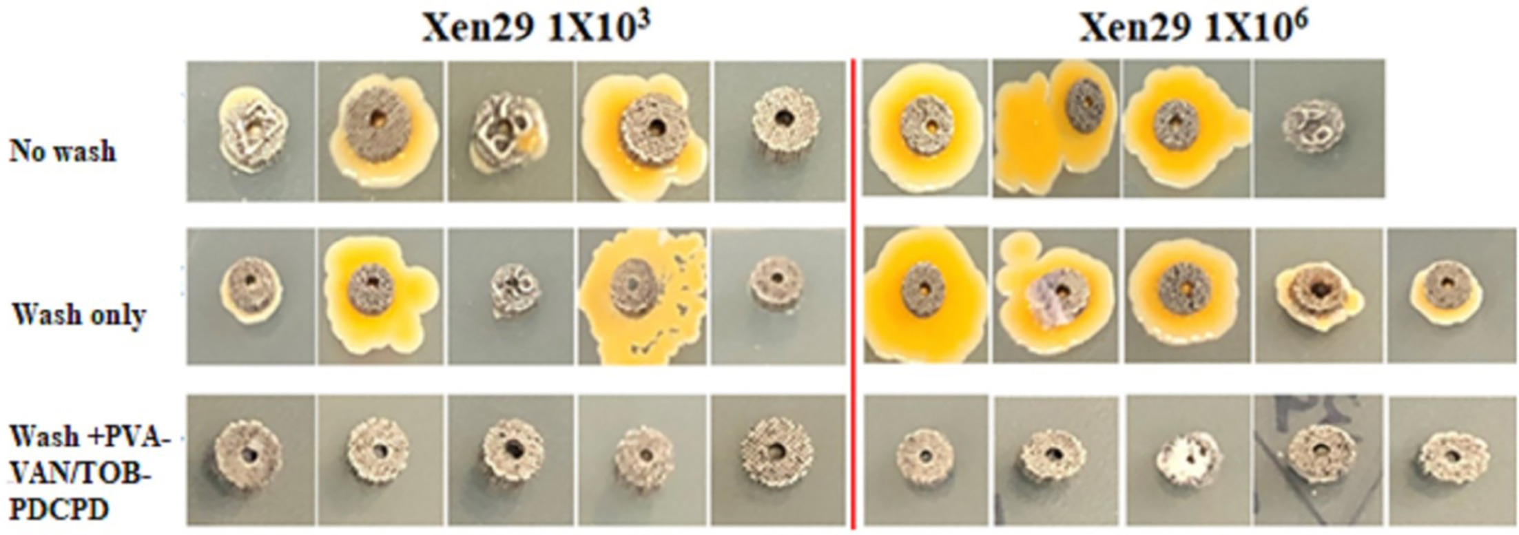 Fig. 8 
            Agar plate culture of Xen29 bacteria growth on harvested titanium cylinders with low- and high-grade infection among groups of positive control without open saline wash, with saline wash only, and saline wash + PVA-VAN/TOB-PDCPD (5% VAN-PVA gel with PDCPD particles doped with both 10% VAN and 10% TOB) (n = 5 for each group).
          