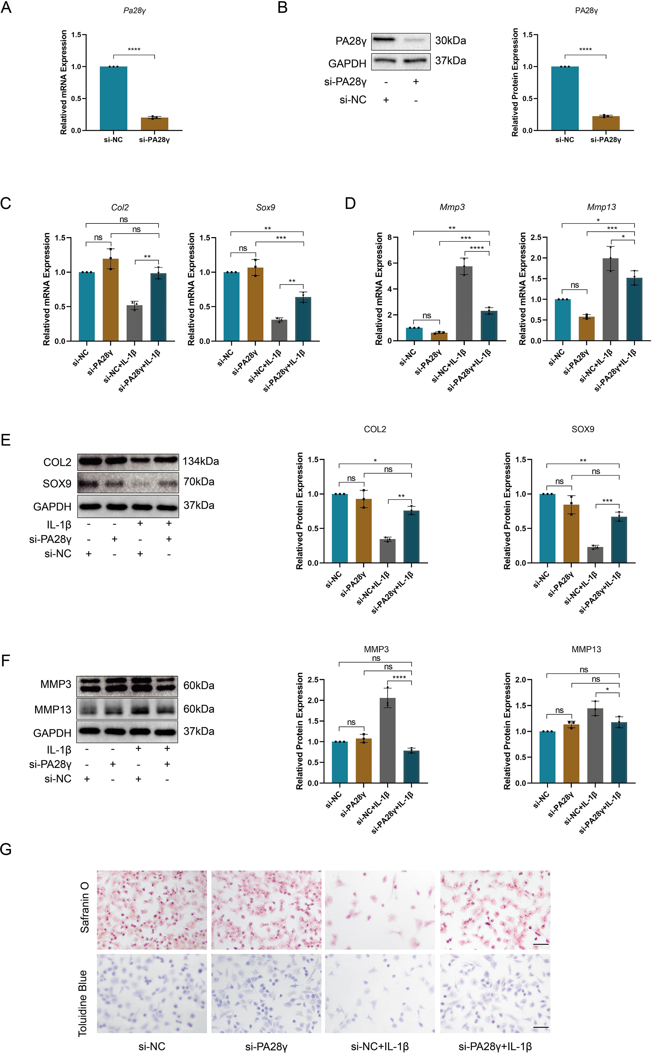 Fig. 3 
            Knockdown of PA28γ alleviates interleukin-1β (IL-1β)-induced dysregulation of anabolism and catabolism in chondrocytes. a) After transfection of chondrocytes with si-NC or si-PA28γ for 24 hrs, the knockdown efficiency of PA28γ was detected by quantitative real-time polymerase chain reaction (qRT-PCR) (****p < 0.0001). b) After transfection of chondrocytes with si-NC or si-PA28γ for 24 hrs, the knockdown efficiency of PA28γ was detected by western blotting (****p < 0.0001). c) mRNA expression of type II collagen (COL2) and SOX9 after transfection of chondrocytes with si-NC or si-PA28γ and treatment with IL-1β (**p < 0.01, ***p < 0.001). d) mRNA expression of matrix metalloproteinase-3 (MMP3) and MMP13 after transfection of chondrocytes with si-NC or si-PA28γ and treatment with IL-1β (*p < 0.05, **p < 0.01, ***p < 0.001, ****p < 0.0001). e) Representative western blotting and quantitative data of COL2 and SOX9 after transfection of chondrocytes with si-NC or si-PA28γ and treatment with IL-1β (*p < 0.05, **p < 0.01, ***p < 0.001). f) Representative western blotting and quantitative data of MMP3 and MMP13 after transfection of chondrocytes with si-NC or si-PA28γ and treatment with IL-1β (*p < 0.05, ****p < 0.0001). g) Safranin O and toluidine blue staining image after transfection of chondrocytes with si-NC or si-PA28γ and treatment with IL-1β, measuring scale = 100 μm, magnification: ×200.
          