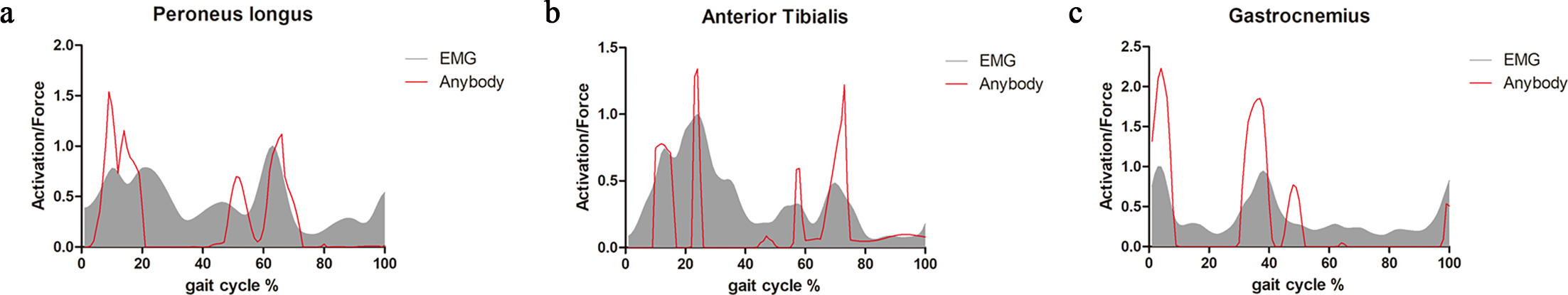 Fig. 2 
          Prominent similarity found in the contradistinction between electromyography (EMG) results and AnyBody results in the same experiment, which validates the modelling method. a) EMG results of peroneus longus in contradistinction to AnyBody results. b) EMG results of anterior tibialis in contradistinction to AnyBody results. (c) EMG results of gastrocnemius in contradistinction to AnyBody results.
        