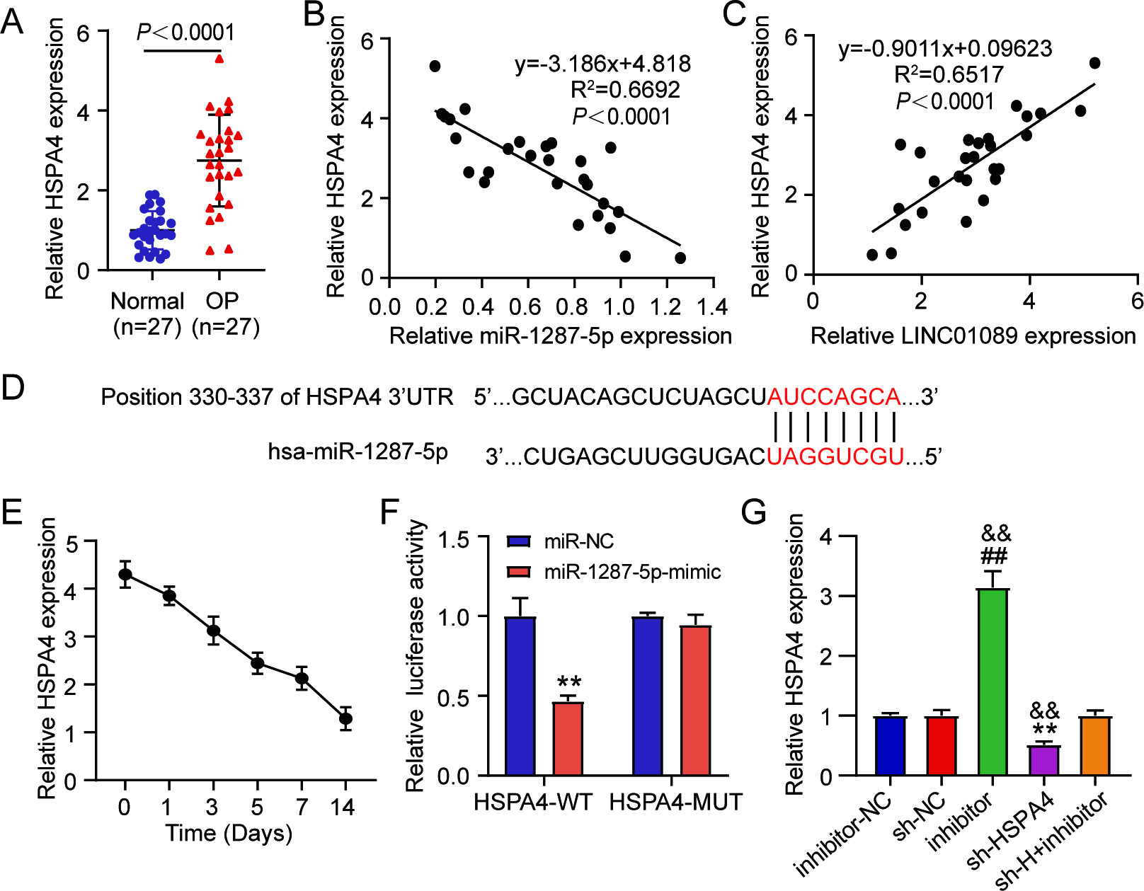 Fig. 5 
            Heat shock protein family A (HSP70) member 4 (HSPA4) was LINC01089/miR-1287-5p pathway’s downstream gene. a) HSPA4 expression in clinical samples of osteoporosis (OP) patients and normal subjects. b) and c) The correlation of HSPA4 expression with that of LINC01089 and miR-1287-5p in OP-derived clinical samples. d) The TargetScan-predicted binding site between miR-1287-5p and HSPA4 3’UTR. e) HSPA4 expression in osteogenic differentiation-induced human mesenchymal stem cells (hMSCs). f) The binding between miR-1287-5p and HSPA4 was ensured by dual-luciferase reporter study. **p < 0.001 vs miR-NC. g) The expression of HSPA4 messenger RNA (mRNA) in hMSCs transfected with inhibitor, inhibitor-NC, sh-HSPA4, sh-NC, or sh-HSPA4+ inhibitor. **p < 0.001 vs sh-NC; ##p < 0.01 vs inhibitor-NC; &&p < 0.001 vs sh-H + inhibitor (sh-H: sh-HSPA4). All p-values were calculated using one-way analysis of variance.
          