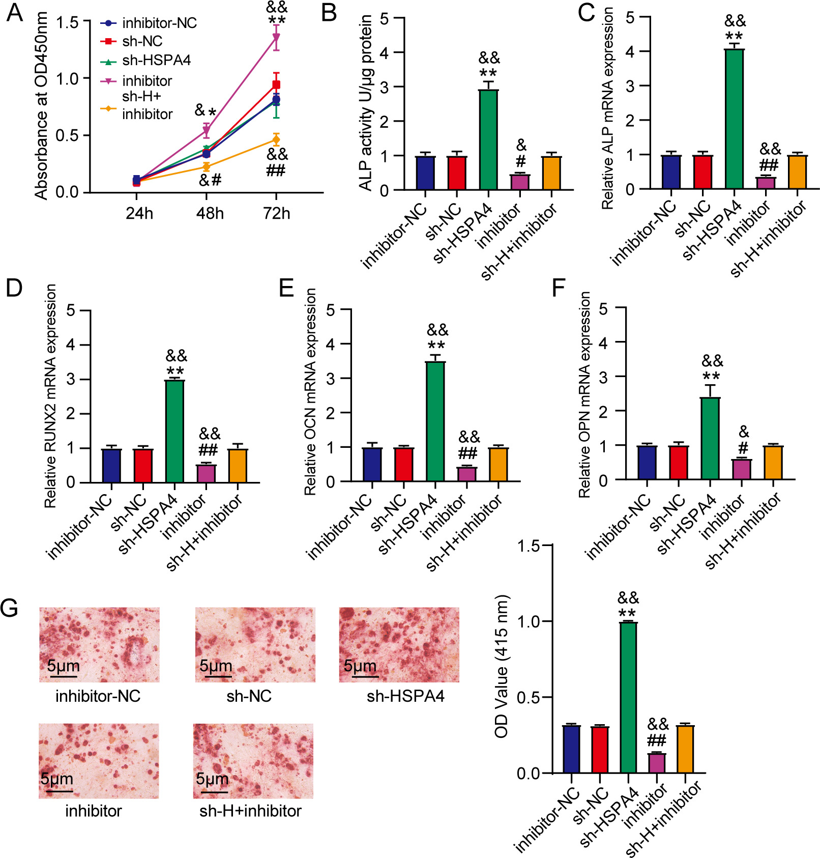 Fig. 6 
            The inhibition of miR-1287-5p abolished the effect of heat shock protein family A (HSP70) member 4 (HSPA4) knockdown. a) to g) Osteogenic differentiation-induced human mesenchymal stem cells (hMSCs) were introduced with inhibitor, inhibitor-NC, sh-HSPA4, sh-NC, or sh-HSPA4+ inhibitor. a) The proliferation of the transfected cells was evaluated via the Cell Counting Kit-8 (CCK-8) assay. b) to f) Among the transfected cells, alkaline phosphatase (ALP) activity and levels of ALP, runt-related transcription factor 2 (RUNX2), osteocalcin (OCN), and osteopontin (OPN) messenger RNAs (mRNAs) were measured to assess osteogenic differentiation. g) Alizarin red S (ARS) staining and quantitative analysis of calcium mineral deposition in the transfected hMSCs. #p < 0.05 and ##p < 0.001 vs inhibitor-NC; *p < 0.05 and **p < 0.001 vs sh-NC; &p < 0.05 and &&p < 0.001 vs sh-H+ inhibitor (sh-H: sh-HSPA4). OD, optical density. All p-values were calculated using one-way analysis of variance.
          