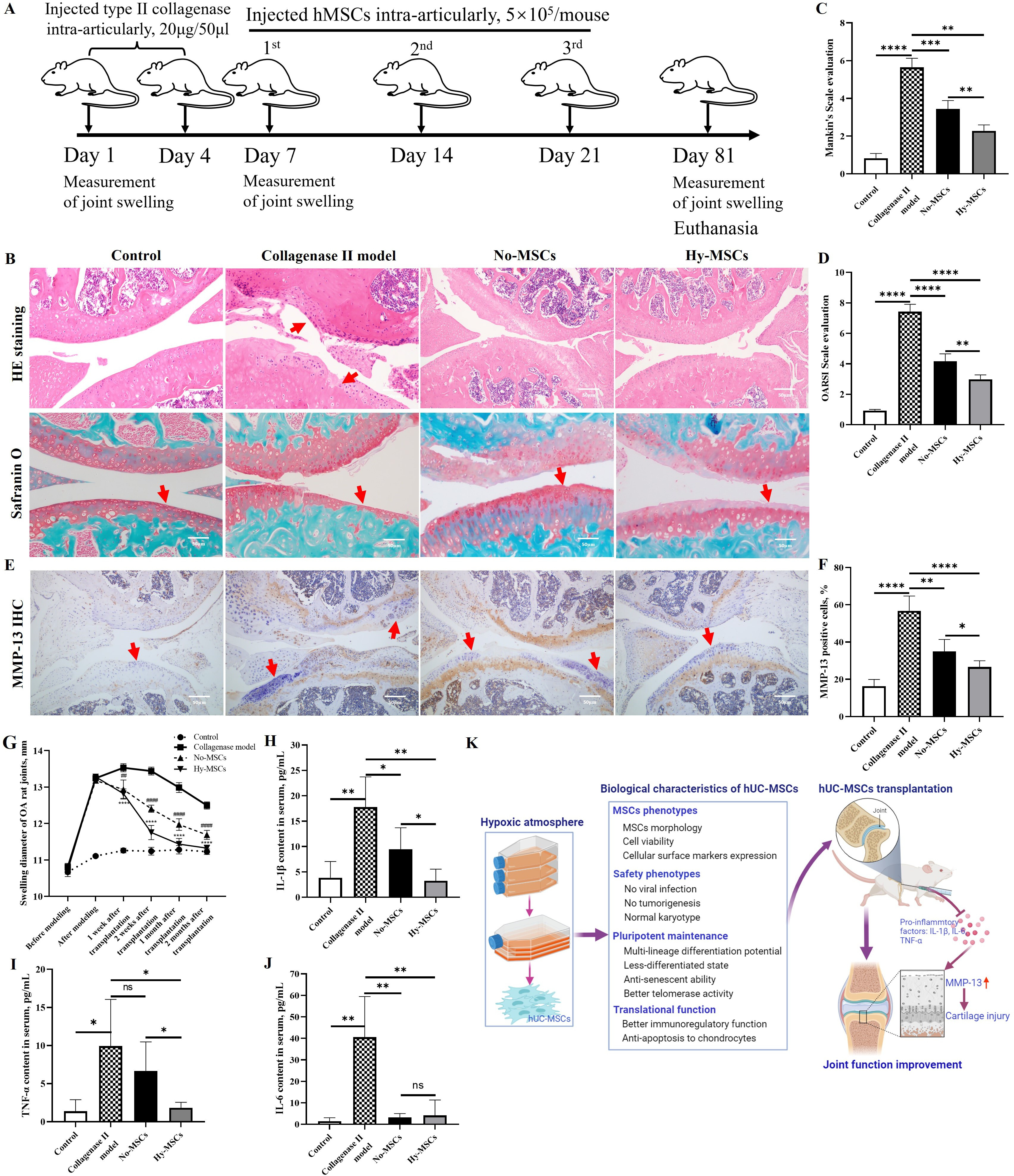 Fig. 1 
            Long-term hypoxic human umbilical cord-derived mesenchymal stem cells (hUC-MSCs) better represented joint function repair and anti-inflammatory effects in osteoarthritis (OA) rats. a) The scheme of modelling and MSC transplantation in OA rat. b) The pathological analysis of joint tissues in OA rats by haematoxylin and eosin (H&E) and Safranin O staining, scale bar: 50 μm. c) and d) Analysis of joint function before and after hUC-MSC transplantation in OA rats using Mankin scale and Osteoarthritis Research Society International (OARSI) scale evaluation (n = 5). e) Matrix metallopeptidase 13 (MMP-13) analysis of joint tissues in OA rats by immunohistochemistry (IHC), scale bar: 50 μm. f) Statistical analysis of MMP-13 positive cells percentage in joint tissues of OA rats. g) Measurement of joint swelling diameter before and after hUC-MSC transplantation in OA rats, including one, two, three, and four weeks (n = 5), and comparison with OA model. h) to j) Measurement and statistical analysis of pro-inflammatory factor, i.e. interleukin (IL)-1β, tumour necrosis factor alpha (TNF-α), and IL-6 (n = 5). k) Overview on biological characteristics and translational potential of hUC-MSCs in hypoxic atmosphere. Data are presented as mean (SD). *p < 0.05, **p < 0.01, ***p < 0.001, ****p < 0.0001; one-way analysis of variance (ANOVA). Hy-MSCs, hypoxic hUC-MSCs; No-MSCs, hUC-MSCs cultured with normoxic atmosphere; ns, non-significant.
          