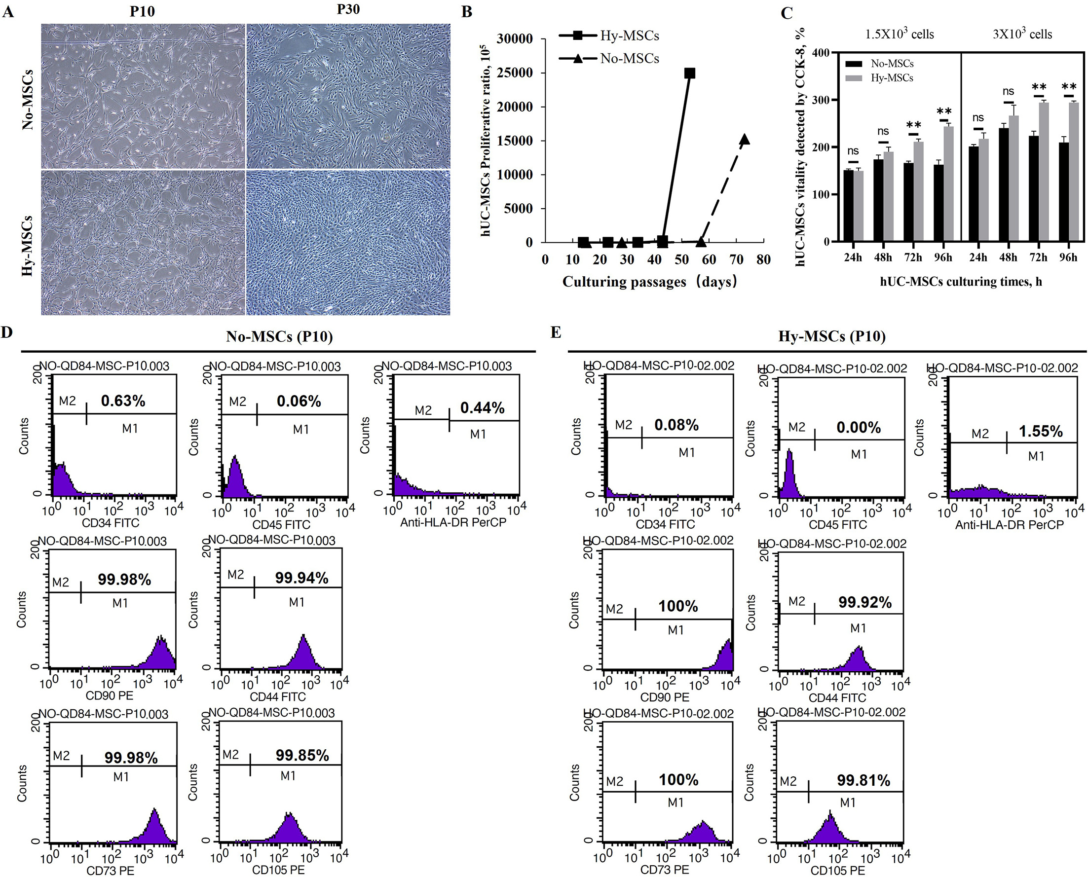 Fig. 2 
            Proliferative ability and phenotypes of human umbilical cord-derived mesenchymal stem cells (hUC-MSCs) in long-term normoxic and hypoxic atmospheres. a) The growth morphology of hUC-MSCs in normoxic and hypoxic atmospheres. Scale bar: 50 μm. b) Proliferative times of hUC-MSCs were detected by cell count continuously. c) Proliferative viability of hUC-MSCs (left: 1.5 × 103 cells; right: 3 × 103 cells) was detected by Cell Counting Kit-8 (CCK-8) assay. d) and e) Phenotypic assay of hUC-MSCs was detected by flow cytometry. Data are presented as mean (SD). **p < 0.01, one-way analysis of variance (ANOVA). Hy-MSCs, hypoxic hUC-MSCs; No-MSCs, hUC-MSCs cultured with normoxic atmosphere; ns, non-significant.
          