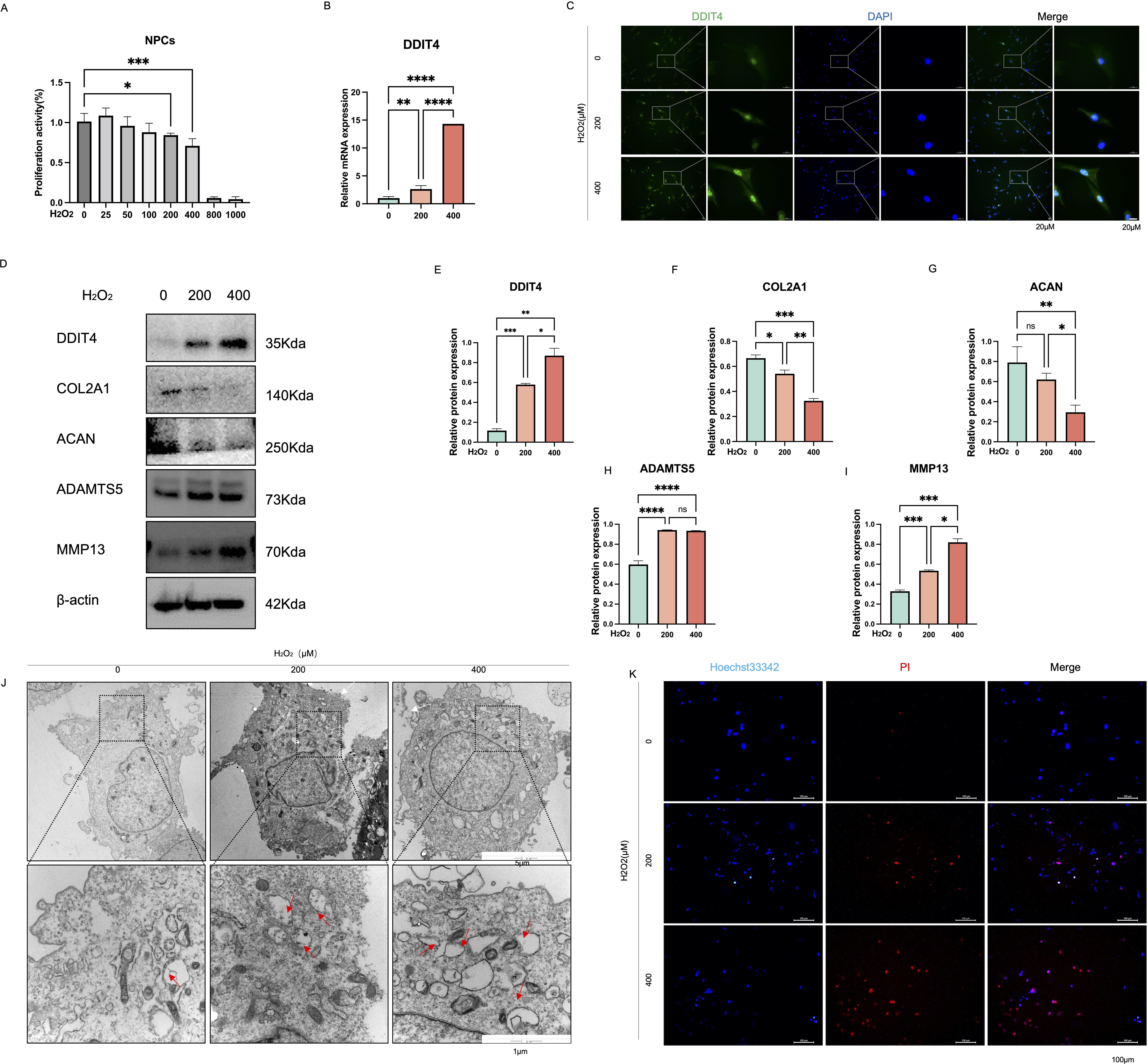 Fig. 2 
            Oxidative stress triggers DDIT4 upregulation and pyroptosis in nucleus pulposus cells (NPCs). a) Quantitative analysis of the viability of rat NPCs cultured with different concentrations (0 to 1,000 μM) of hydrogen peroxide for 24 hours. b) Select rat NPCs were incubated with different concentrations of hydrogen peroxide (0, 200, and 400 μM) for 24 hours, qRT-PCR analysis of DDIT4 mRNA expression levels in rat NPCs exposed to 0, 200, and 400 μM hydrogen peroxide. Error bars are the mean and standard deviation (n = 3); **p < 0.01, ***p < 0.001.and ****p < 0.0001, independent-samples t-test. c) Immunofluorescence analysis of DDIT4 in hydrogen peroxide-treated NPCs and control NPCs; scale bars, 20 μm. d) to i) Representative western blotting images and quantitative analysis of DDIT4, COL2A1, ACAN, ADAMTS5, and matrix metalloproteinase 13 (MMP13) in hydrogen peroxide-treated NPCs and control NPCs. j) Transmission electron microscope images of hydrogen peroxide-treated NPCs, such as cytoplasmic oedema, swelling of cell membrane, karyopyknosis, and organelle cavitation, white arrows show swelling of cell membrane; red arrows show organelle cavitation, Scale bars in overall view: 5 μm; scale bars in local view: 1 μm. k) Representative fluorescence images of Hoechst 33342/PI-stained hydrogen peroxide-treated NPCs; scale bars, 20 μm. Data are expressed as the mean and standard deviation of at least three independent experiments. Two-way analysis of variance was used for statistical analysis (*p < 0.05; **p < 0.01; ***p < 0.001; ****p < 0.0001).
          