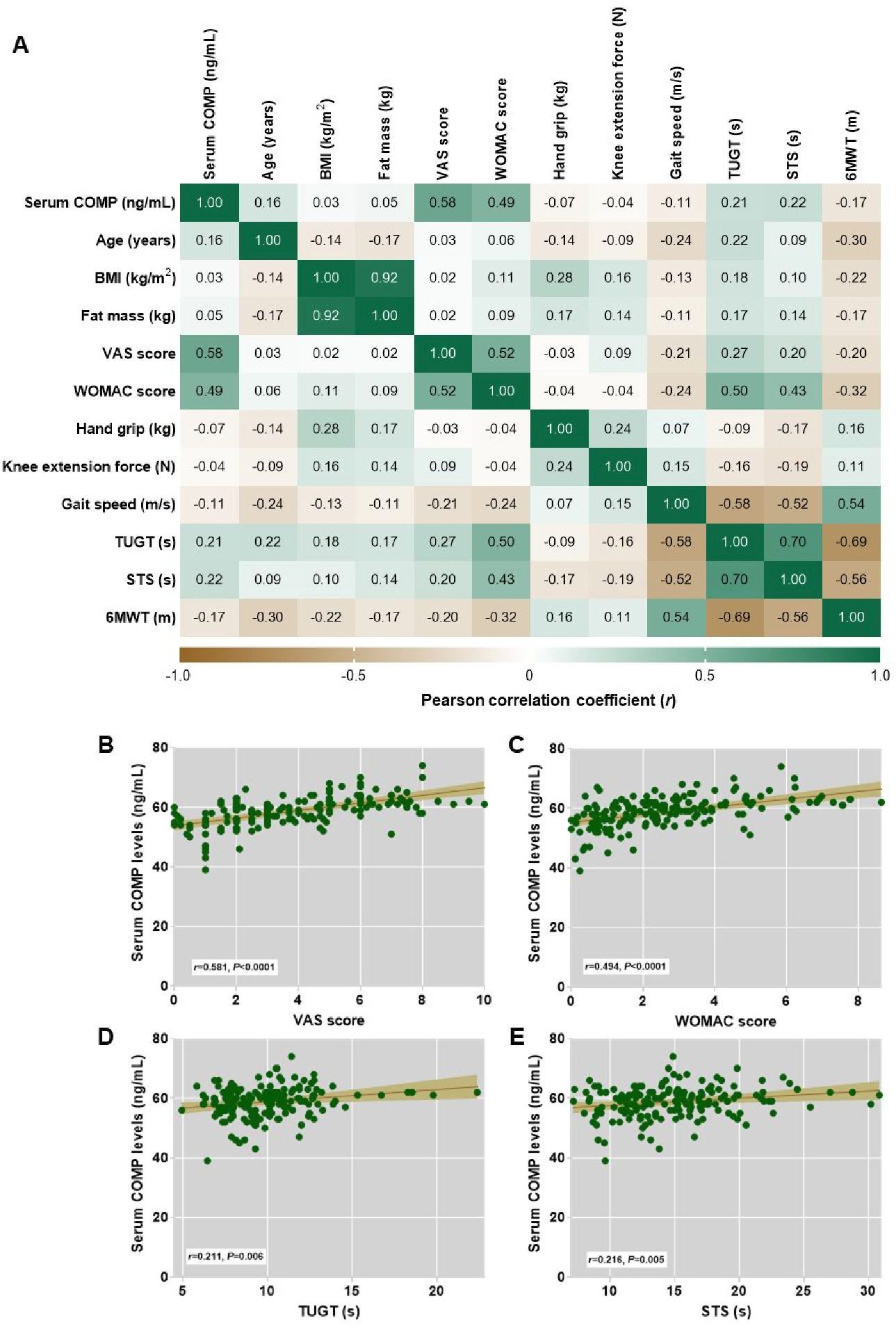 Fig. 2 
            Cartilage oligomeric matrix protein (COMP) association with outcome parameters of knee osteoarthritis (OA) patients. a) A heatmap of Pearson correlation matrix between serum COMP and clinical parameters of knee OA patients. b) Scatter plot displaying a strong positive correlation between serum COMP and knee pain (visual analogue scale (VAS) score) in knee OA patients. c) Scatter plot displaying a strong positive correlation between serum COMP and physical disability (Western Ontario and MacMaster Universities Osteoarthritis Index (WOMAC) score) in knee OA patients. d) Scatter plot displaying a weak positive correlation between serum COMP and Timed Up and Go test (TUGT) in knee OA patients. e) Scatter plot displaying a weak positive correlation between serum COMP and sit-to-stand (STS) in knee OA patients. 6MWT, distance walked in six minutes.
          