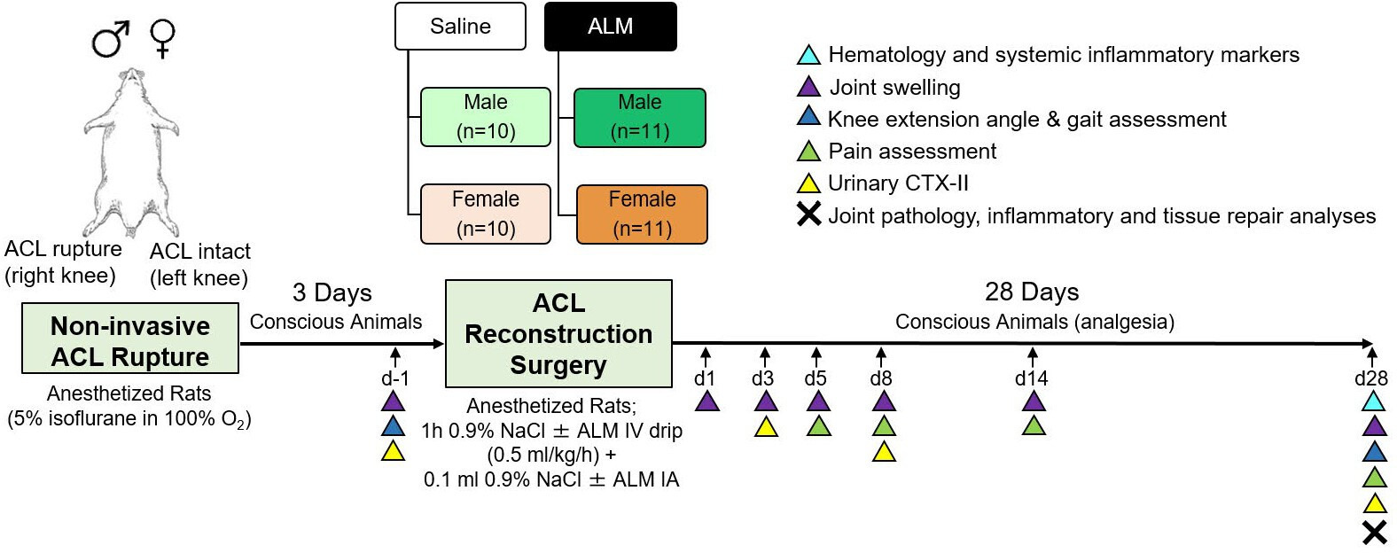 Fig. 1 
            Study protocol schematic. ACL, anterior cruciate ligament; ALM, adenosine, lidocaine, and magnesium therapy; CTX-II, C-terminal cross-linked telopeptide of type II collagen; d, days; IA, intra-articular; IV, intravenous.
          