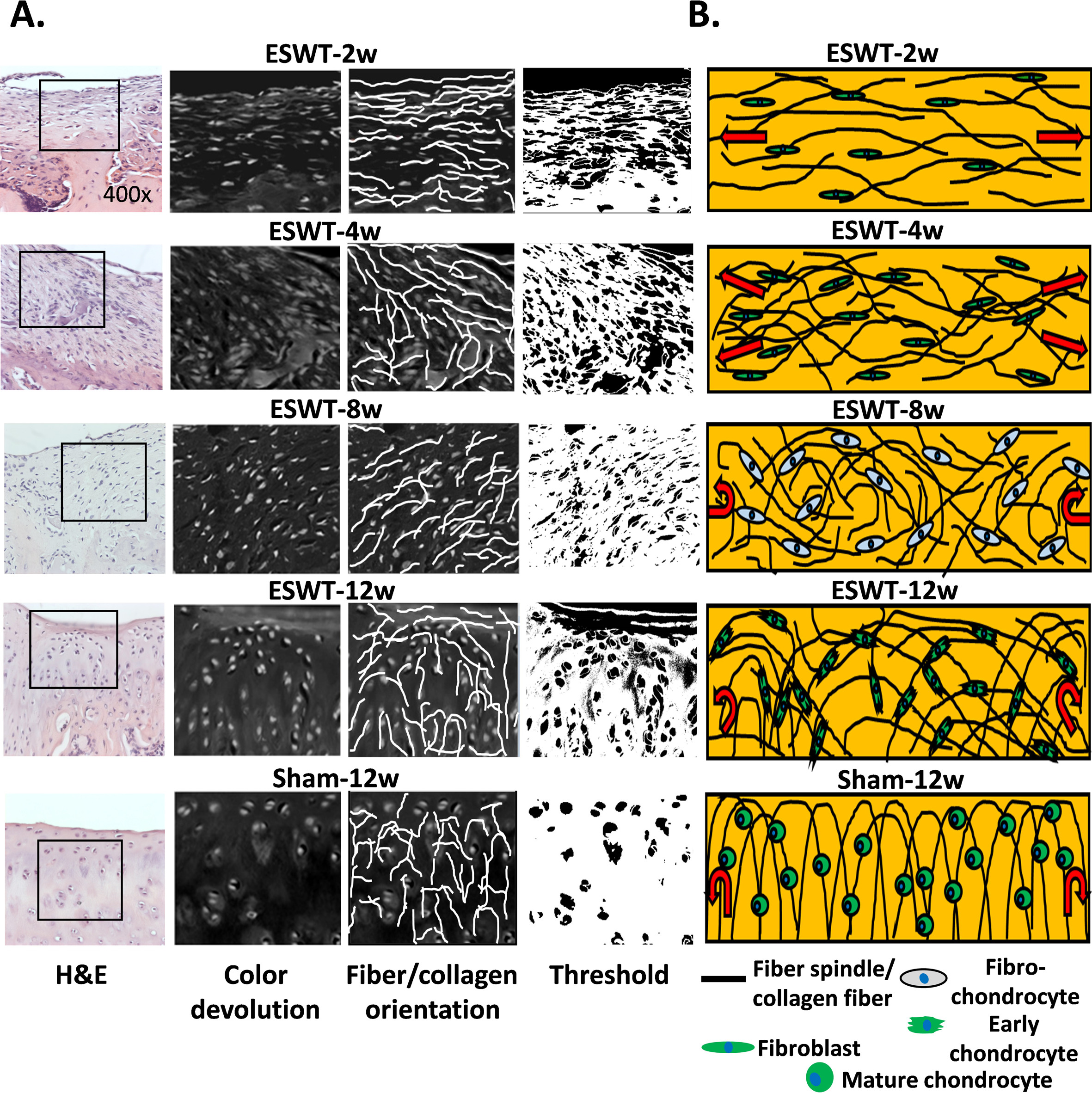 Fig. 3 
            The data demonstrate the regenerative dynamics of hyaline cartilage following extracorporeal shockwave therapy (ESWT) in osteochondral defect lesions over a two- to 12-week period. a) Assessment of cartilage conditions involves evaluating chondrogenesis (depicted through colour devolution columns) and collagen fibre alignment (represented by orientation and threshold columns). b) Schematic diagrams illustrate the processes of cartilage repair and chondrogenesis. H&E, haematoxylin and eosin.
          