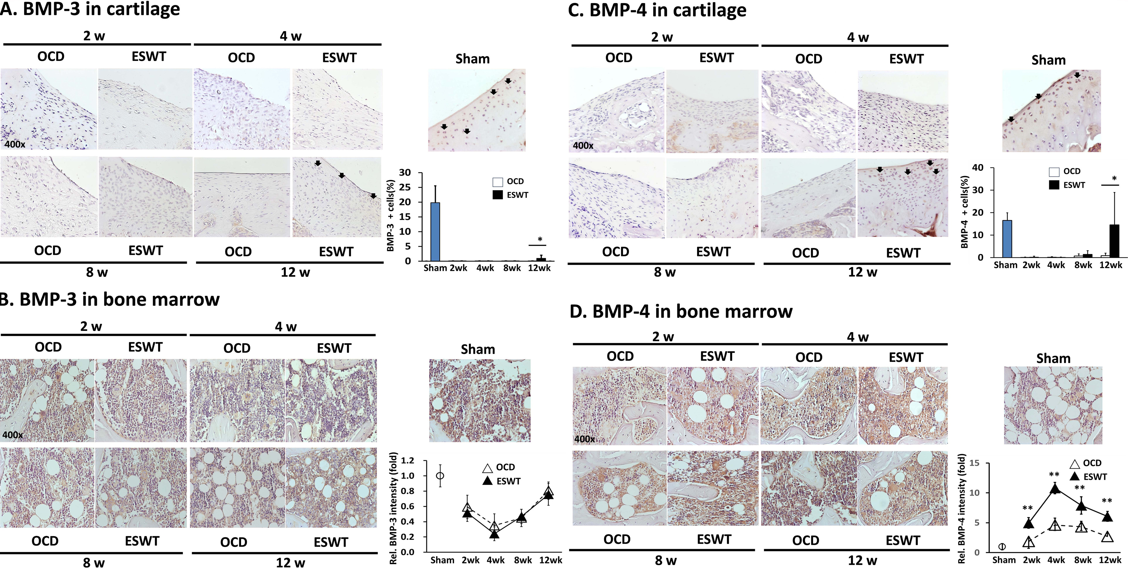 Fig. 5 
            The investigation shows the expression profiles of bone morphogenetic protein (BMP)-3 and BMP-4 in the cartilage and bone marrow of Sham, osteochondral defect (OCD), and extracorporeal shockwave therapy (ESWT) groups across various time intervals. Histological section images are presented to illustrate a) BMP-3 in the cartilage, b) BMP-3 in the bone marrow, c) BMP-4 in the cartilage, and d) BMP-4 in the bone marrow. All images are acquired at a magnification of 400×. Additionally, the quantification of immunohistochemistry stains involves determining the percentage of positive cells at the defect sites and assessing the intensity of bone marrow cells around the subchondral bone regions in the respective panels. *p < 0.05 and **p < 0.01, compared between the OCD and ESWT groups (two-tailed paired t-test).
          