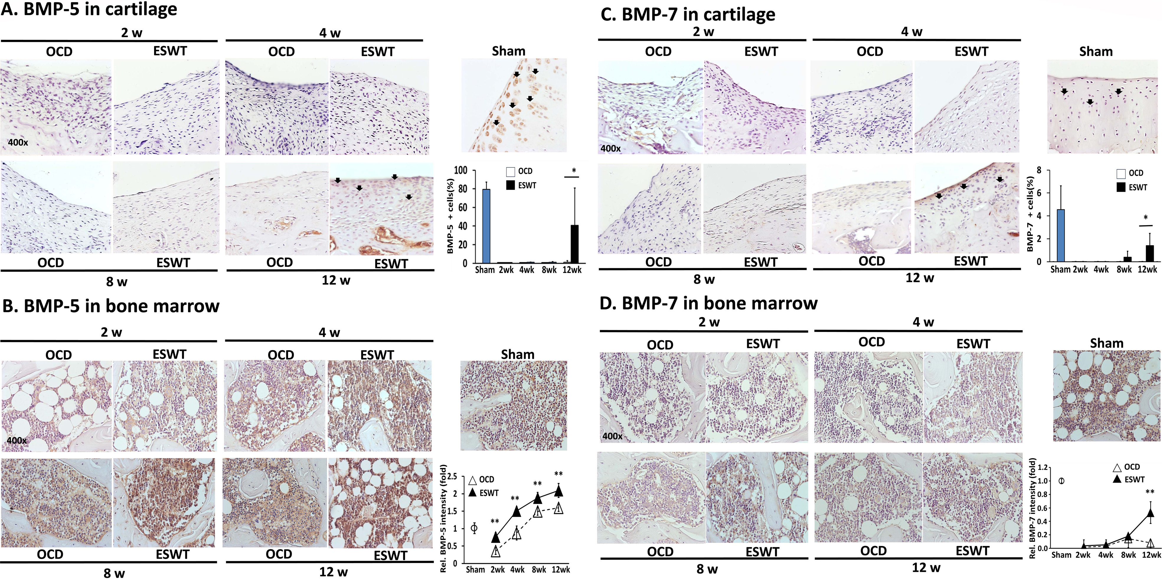 Fig. 6 
            The expression profiles of bone morphogenetic protein (BMP)-5 and BMP-7 in the cartilage and bone marrow of Sham, osteochondral defect (OCD), and extracorporeal shockwave therapy (ESWT) groups across various time intervals. Immunohistochemistry (IHC) images of BMP-5 expression are presented in a) the cartilage and b) the bone marrow, while images for BMP-7 expression are also taken from c) the cartilage and d) the bone marrow. All images were obtained at a magnification of 400×. The quantification of IHC stains includes the determination of the percentage of positive cells at the defect sites and the assessment of bone marrow cell intensity surrounding the subchondral bone regions in the respective panels. *p < 0.05 and **p < 0.01, compared between the OCD and ESWT groups (two-tailed paired t-test).
          