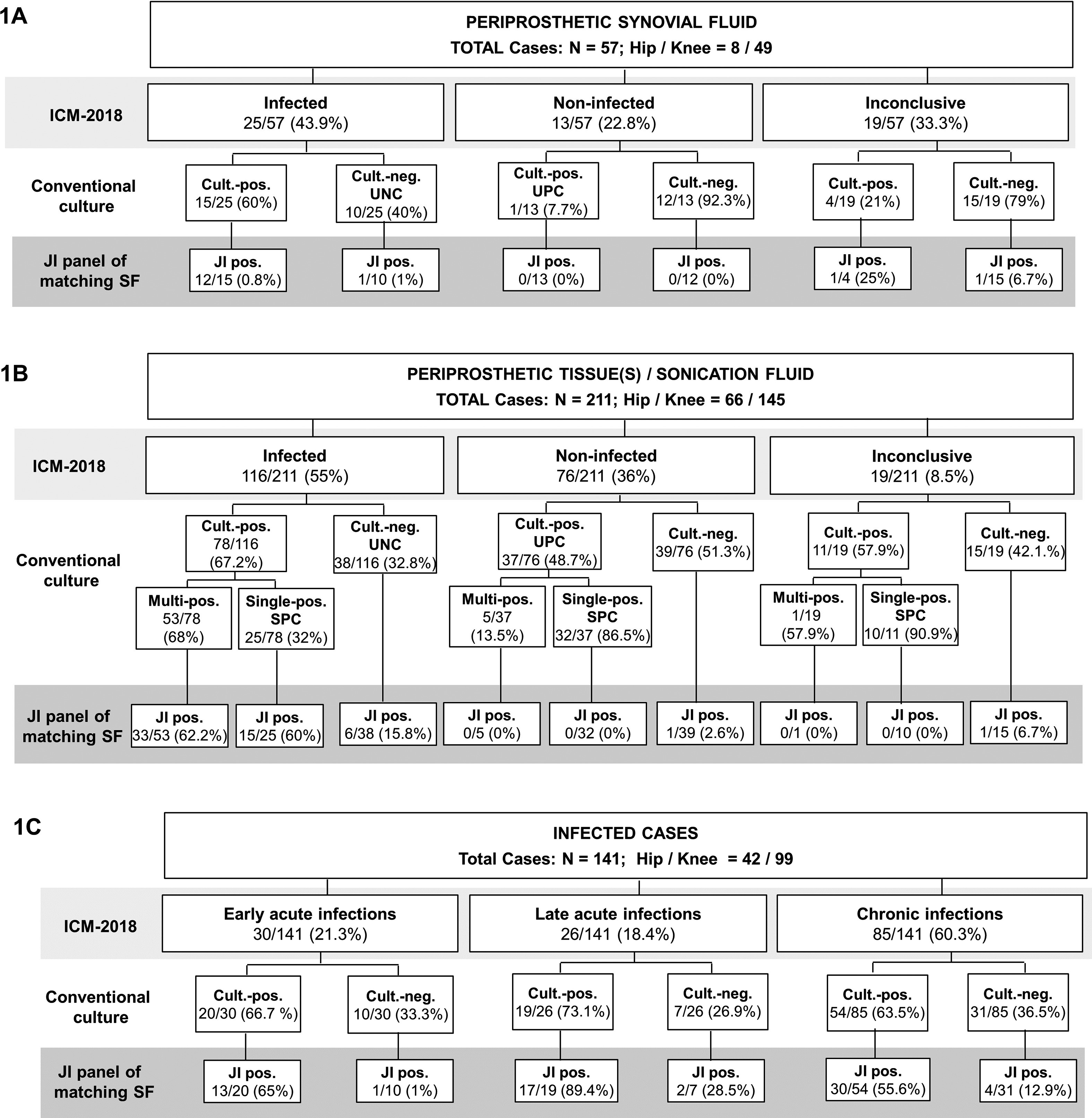 Fig. 1 
            Performance of the BioFire Joint Infection (JI) panel technology (bioMérieux) in periprosthetic hip and knee cases with unclear microbiological results. The number of positive JI panel results was compared with the number of positive (culture-positive) and negative (culture-negative) results initially obtained (at the time of the specific procedure) by conventional culture either on a) synovial fluid (SF) only or on b) tissue(s) and/or sonication fluid only from infected, non-infected, and inconclusive cases. c) Percentage of positive agreement between JI panel-positive results and PJI classification according to International Consensus Meeting (ICM) 2018 criteria, including early acute, late acute, and chronic infections. Cult.-neg., culture-negative; Cult.-pos., culture-positive; JI pos., JI-positive; Multi-pos., multi-positive; Single-pos., single-positive; UNC, unexpected negative-culture; UPC, unexpected positive-culture.
          