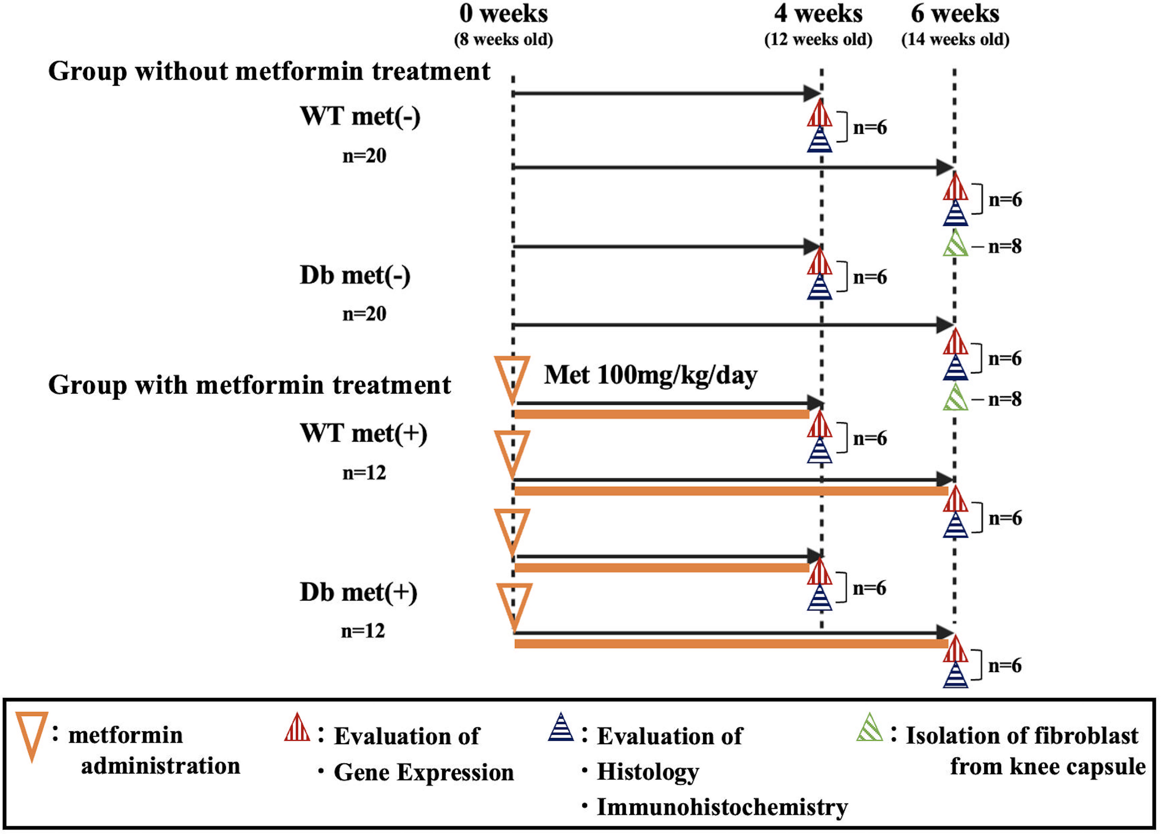 Fig. 1 
            Study flowchart. The experiment comprised four main groups categorized as wild-type or diabetic, with and without metformin administration. Metformin administration was initiated at week 0 (8-week-old mice); six animals in each group received metformin until week 4 (12-week-old mice) or week 6 (14-week-old mice). Mice from each group were killed at weeks 12 and 14 of age. Complementary DNA (cDNA) was synthesized from total RNA isolated from the knee joint capsule for genetic evaluation, and knee joints were paraffin-embedded for morphological and immunohistochemical evaluation. WT met(-), wild-type mice without metformin; Db met(-), type 2 diabetes mouse model without metformin; WT met(+), wild-type mice with metformin; and Db met(+), type 2 diabetes mouse model with metformin.
          