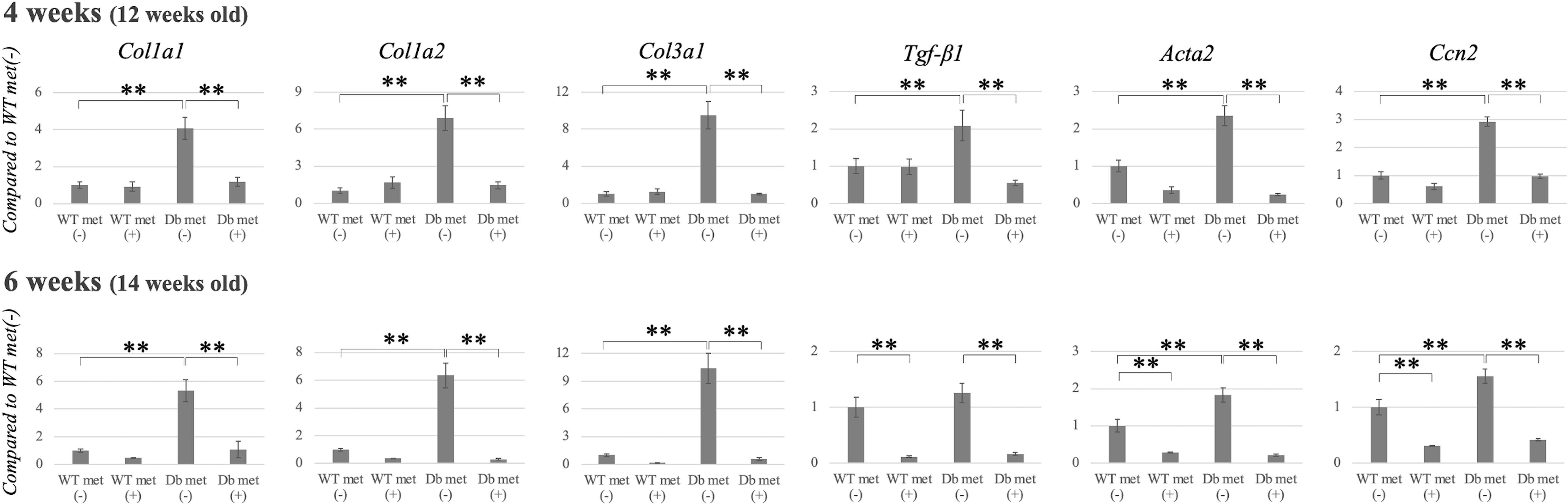Fig. 2 
            Effect of metformin and hyperglycaemia on knee joint capsule fibrosis in a mouse model of type 2 diabetes mellitus (Db). The effect of metformin was analyzed by measuring the expression of fibrosis-related genes in the knee joint capsule, including IA1 collagen (Col1a1), IA2 collagen (Col1a2), IIIA1 collagen (Col3a1), transforming growth factor β1 (TGF-β1), actin α2 (Acta2), and cellular communication network factor 2 (Ccn 2); messenger RNA expression was normalized to β-2-microglobulin (B2m) expression levels. Data are expressed as mean and standard error of the mean (SEM). **p < 0.01; n = 6. T, wild-type.
          