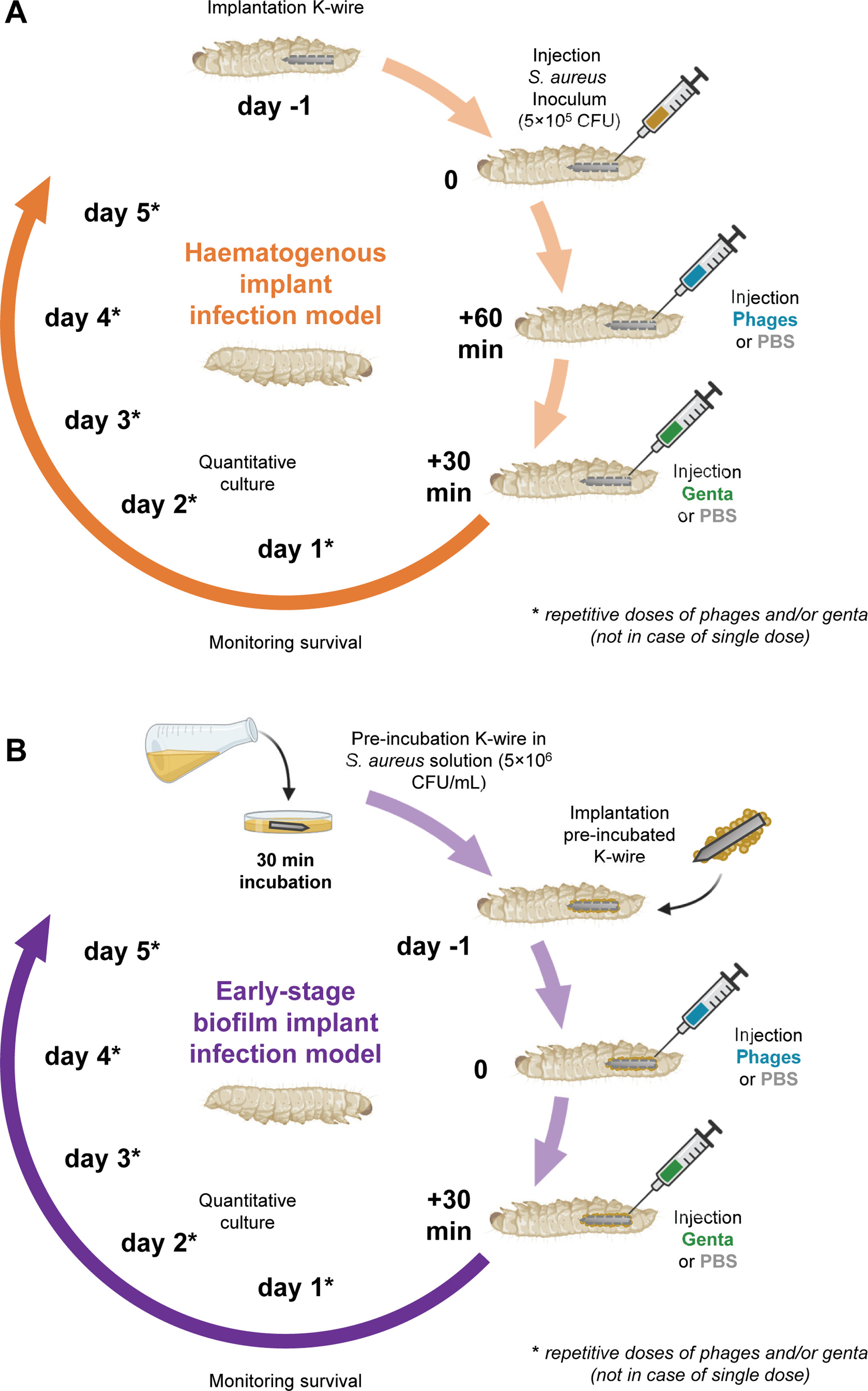 Fig. 1 
            Schematic overview of the Galleria mellonella implant-infection models used in this study. a) Haematogenous implant infection model: a sterile stainless steel Kirschner wire (K-wire) was implanted in the larva, and 10 µl Staphylococcus aureus inoculum (5 × 105 colony forming units (CFUs)/larva) was injected the following day. b) Early-stage biofilm implant infection model: a K-wire was incubated in a S. aureus solution (5 × 106 CFUs/ml) for 30 minutes before implantation in the larva. Either at 60 minutes after infection (haematogenous implant infection model) or 24 hours after implantation of the pre-incubated implant (early-stage biofilm implant model), the larvae received an injection of 10 µl bacteriophages (‘Phages’) or phosphate-buffered saline (PBS), followed by an injection of 5 µl gentamicin (‘Genta’) or PBS 30 minutes later. The survival of the larvae was monitored for five days. In the case of repetitive doses, the injections with antimicrobial solutions or PBS were repeated daily following the same procedure. Each experimental group contained 30 larvae. At two days after infection, the number of CFUs at the implant surface and in the tissue of the larvae was quantitatively determined (additional larvae, n = 15 per group).
          