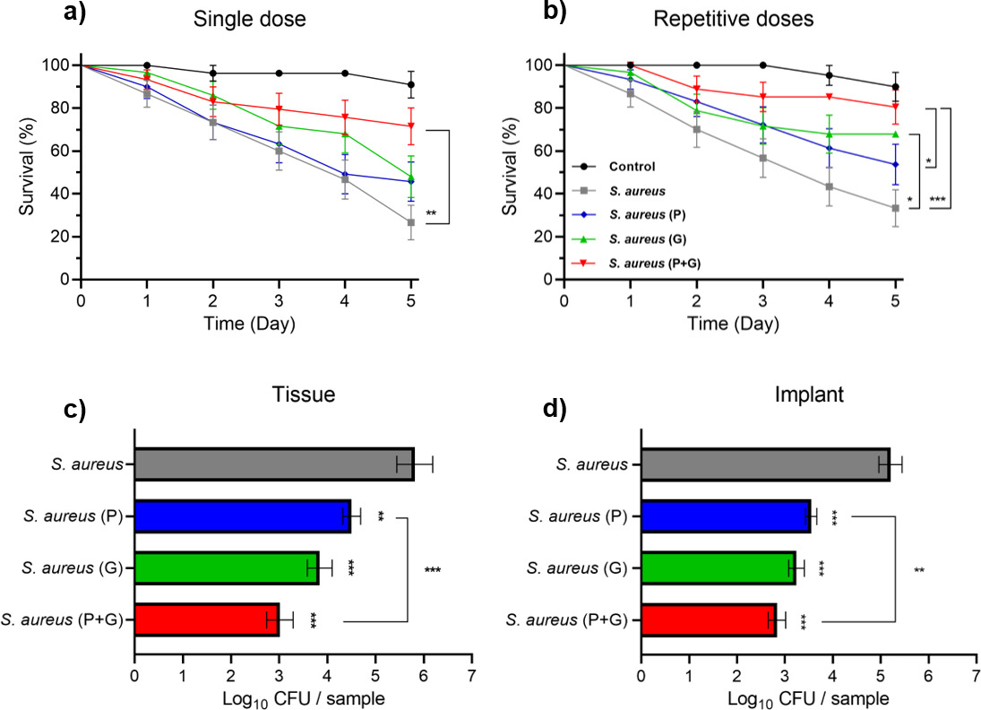 Fig. 2 
            Prevention of Staphylococcus aureus haematogenous implant infection by phages and/or gentamicin in Galleria mellonella larvae. First, a stainless steel Kirschner wire (K-wire) was implanted in the larvae, and after 24 hours 10 µl of S. aureus inoculum (5 × 105 colony forming units (CFUs)/larva) was injected, followed by a) a single dose or b) repetitive doses of phages (10 µl) and/or gentamicin (5 µl) or the equivalent volume in phosphate-buffered saline (PBS). The percentage survival over time (in days) is displayed after injection(s) with PBS, phages, gentamicin, or their combination. Non-infected larvae served as controls. The numbers of S. aureus bacteria c) in the tissue of the larvae (‘Tissue’) and d) on the K-wire (‘Implant’) after two days of repetitive injection(s) is shown. The survival data were analyzed from three independent experiments (n = 10 larvae per experiment), and statistical analysis was performed using log-rank test. The quantitative culture data were analyzed from three independent experiments (n = 5 larvae per experiment), and statistical analysis was performed using Mann-Whitney U test. *p ≤ 0.05, **p ≤ 0.01, ***p ≤ 0.001. G, gentamicin; P, phage.
          