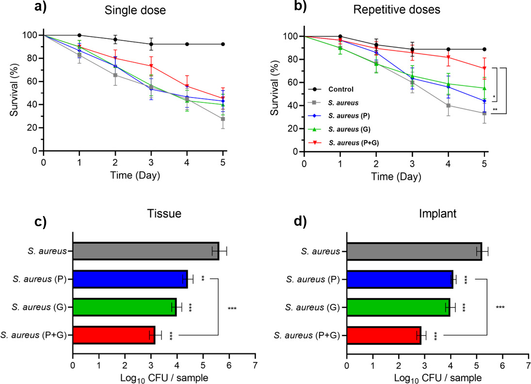 Fig. 3 
            Treatment of early-stage Staphylococcus aureus biofilm implant infection by phages and/or gentamicin in Galleria mellonella larvae. First, a stainless steel Kirschner wire (K-wire), pre-incubated for 30 mins in S. aureus solution (5 × 106 colony forming units (CFU)/ml), was implanted in the larvae, followed by a) a single dose or b) repetitive doses of phages (10 µl) and/or gentamicin (5 µl) or the equivalent volume in phosphate-buffered saline (PBS) after 24 hrs. The implants contained mean 2,854 (SD 364) and 3,276 (SD 578) CFUs per implant for the single and repetitive injection experiments, respectively. The percentage survival over time (in days) is displayed after injection(s) with PBS, phages, gentamicin, or their combination. Non-infected larvae served as controls. The numbers of S. aureus bacteria c) in the tissue of the larvae ('Tissue') and d) on the K-wire ('Implant') after two days of repetitive injection(s) are shown. The survival data were analyzed from three independent experiments (n = 10 larvae per experiment), and statistical analysis was performed using log-rank test. The quantitative culture data were analyzed from three independent experiments (n = 5 larvae per experiment), and statistical analysis was performed using Mann-Whitney rank-sum test. *p ≤ 0.05, **p ≤ 0.01, ***p ≤ 0.001.
          