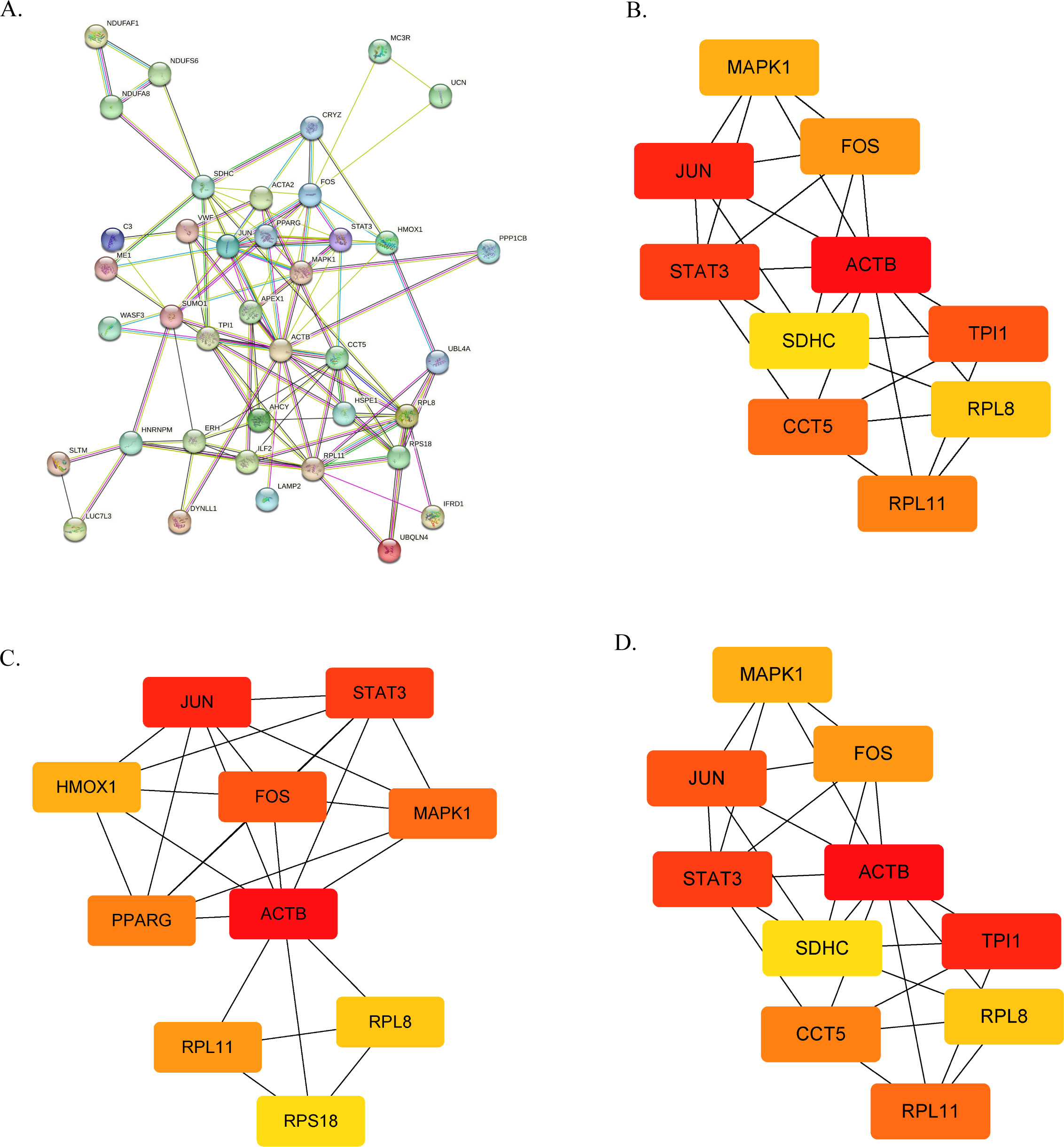 Fig. 2 
            Protein network construction and hub gene screening. a) Protein-protein interaction network map. b) Hub gene map edge percolation component. c) Hub gene map maximum clique centrality. d) Hub gene map Closeness.
          