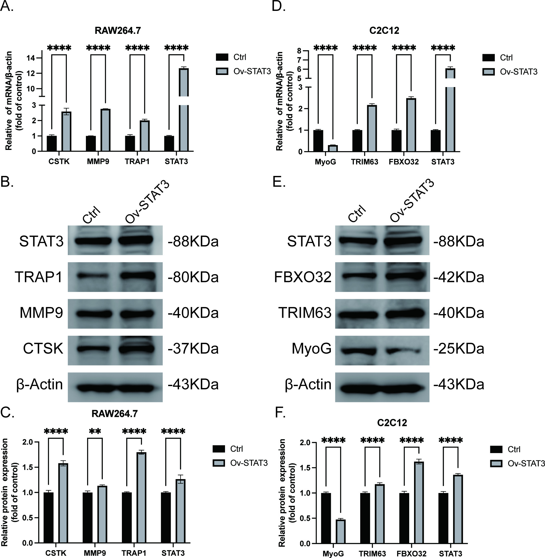 Fig. 8 
            Plasmid was transfected into RAW264.7 osteoclast progenitor cells and C2C12 myoblasts. a) The expression of signal transducer and activator of transcription 3 (STAT3) and matrix metalloproteinase-9 (MMP9) was determined by reverse transcription-quantitative polymerase chain reaction (RT-qPCR). The genes of STAT3 and MMP9 in the treatment group were significantly overexpressed by the plasmid compared with the control group. b) Western blot of protein expressed by osteoclast progenitor cells; 48 hours after overexpression of plasmid, the expression of STAT3 and MMP9 protein increased. c) Statistical analysis of western blot gray value of osteoclast progenitor cells. d) The expression of STAT3 and TRIM63 was detected by RT-qPCR. The genes of STAT3 and TRIM63 in the treatment group were significantly overexpressed by the plasmid compared with the control group. e) Western blot of protein expressed by myoblasts; 48 hours after overexpression of plasmid, the expression of STAT3 and TRIM63 protein increased. f) Statistical analysis of western blot gray value of myoblasts. **p < 0.01, ***p < 0.001, ****p < 0.0001 (Šídák’s multiple comparisons test). The number of samples in each set of experimental data is 3. CSTK, cytokine suppressive anti-inflammatory kinase; Ctrl, control; FBXO32, F-box only protein 32; MyoG, myogenin; STAT3, Ov-STAT3, overexpression of STAT3; STAT3, signal transducer and activator of transcription 3; TNF, tumour necrosis factor, TRAP1, TNF receptor-associated protein 1; TRIM63, tripartite motif containing 63.
          