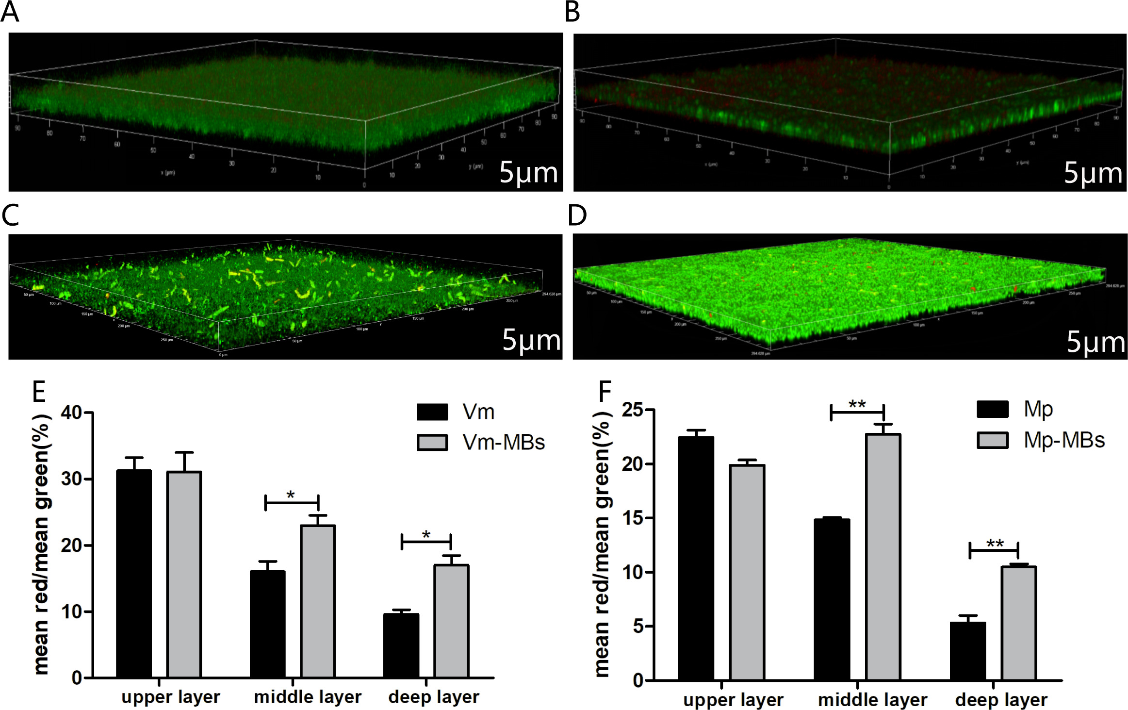 Fig. 3 
            Vancomycin (Vm), Vm-microbubble (MB), meropenem (Mp), and Mp-MB penetration through biofilms. a) to d) 3D confocal images of different bacterial biofilms (green) and Vm, Vm-MBs, Mp, and Mp-MBs (all red). a) Confocal image of Vm penetration through methicillin-resistant Staphylococcus aureus (MRSA) biofilms. b) Confocal image of Vm-MB penetration through MRSA biofilms. c) Confocal image of Mp penetration through Escherichia coli biofilms. d) Confocal images of Mp-MB penetration through E. coli biofilms. e) Comparison of Vm and Vm-MB concentration in different layers through detection of the fluorescence intensity in the upper, middle, and deep layers. f) Comparison of Mp and Mp-MB concentration in different layers through detecting the fluorescence intensity in the upper, middle, and deep layers. The results are presented as mean and SD (n = 3), and p-values were calculated using independent-samples t-test. *p < 0.05; **p < 0.01; ***p < 0.001.
          