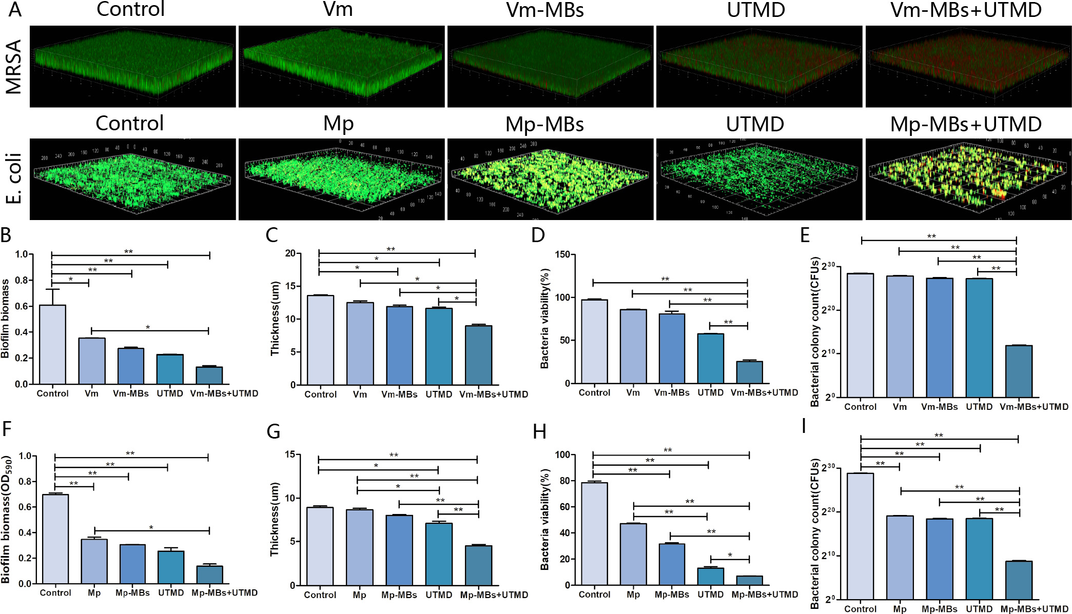 Fig. 4 
            Treatment of methicillin-resistant Staphylococcus aureus (MRSA) and Escherichia coli biofilms with vancomycin-microbubbles (Vm-MBs) or meropenem (Mp)-MBs + ultrasound-targeted microbubble destruction (UTMD) in vitro. a) 3D confocal laser scanning microscope (CLSM) images of MRSA and E. coli biofilms stained with LIVE/DEAD after treatment. b) and f) Crystal violet-stained MRSA and E. coli biofilm biomass after various treatments (n = 3, means and SD). c) and g) Relative MRSA and E. coli biofilm thickness after various treatments. d) and h) Relative MRSA and E. coli biofilm bacterial viability after various treatments. e) and i) Relative MRSA and E. coli bacterial colony counts after various treatments. j) Relative standard plate-counting method of MRSA and E. coli biofilms after various treatments. k) Scanning electron microscopy (SEM) images of MRSA and E. coli biofilms after various treatments (10,000x). The results are presented as mean and SD (n = 3). All the results were calculated using independent-samples t-test. *p < 0.05; **p < 0.01.
          